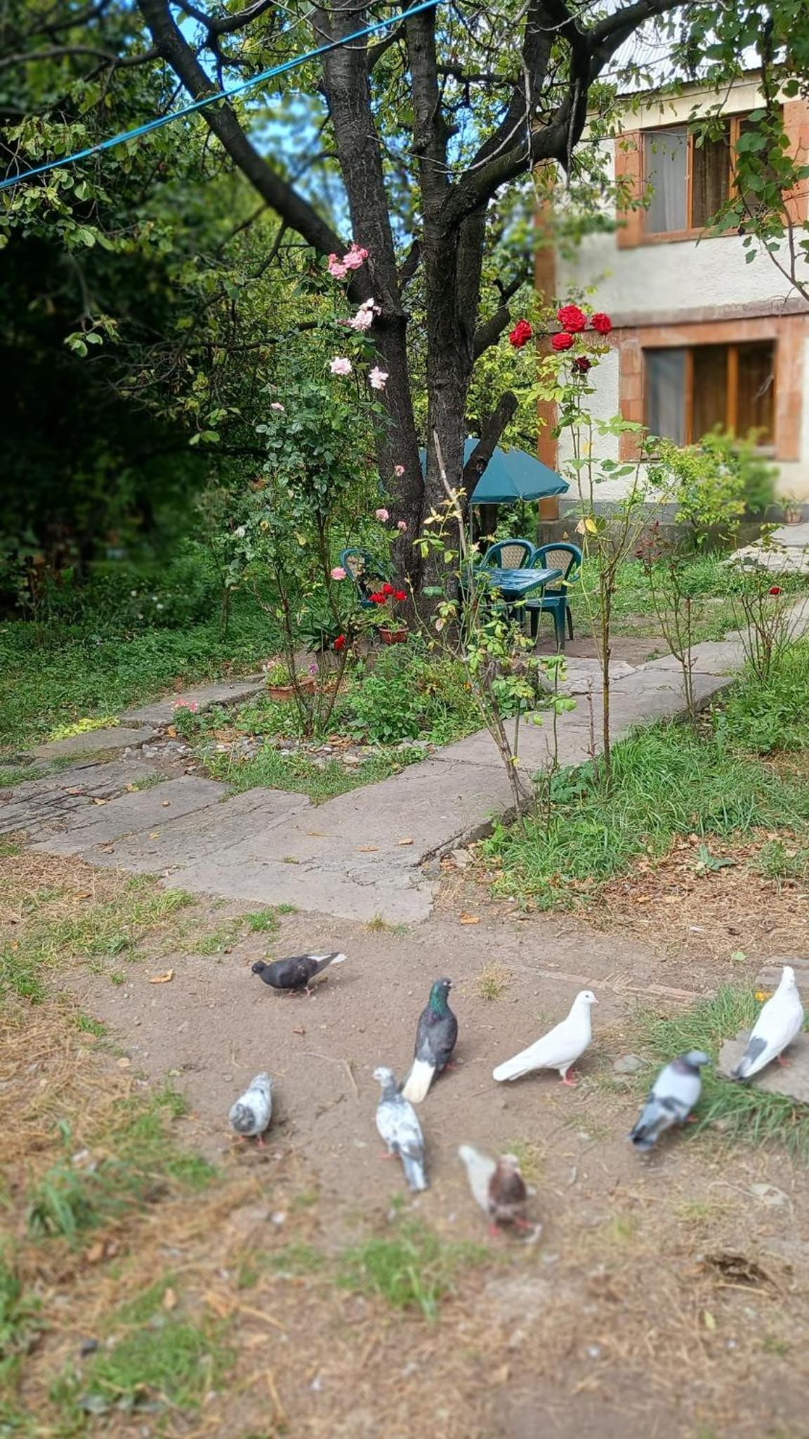 Hayk B&B (in Sanahin)