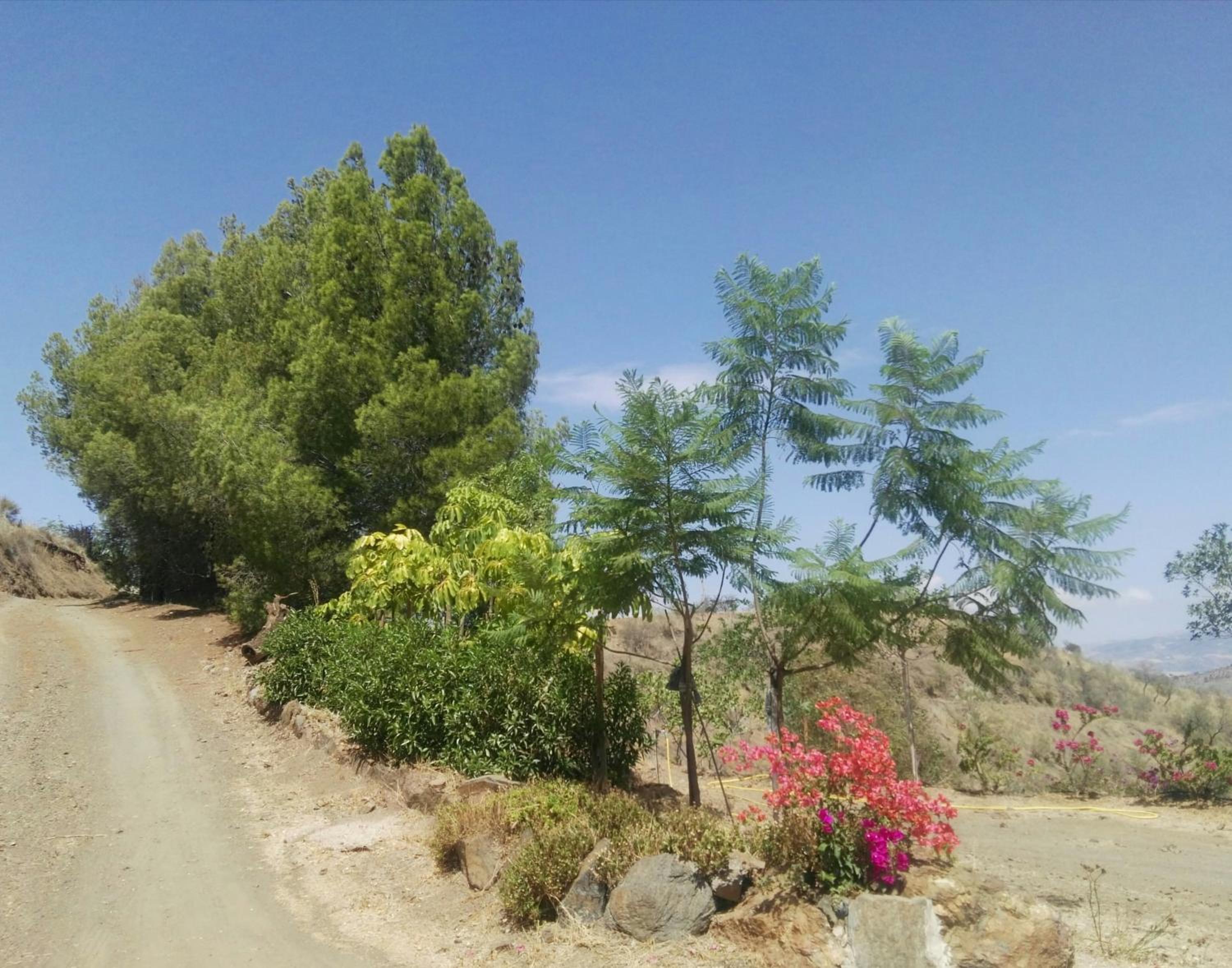 Pinar El Almendra