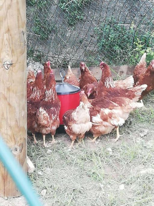 Agroturizam Podastrana