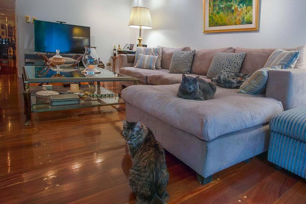 Suite en depto de Lujo donde viven 4 Gatitos