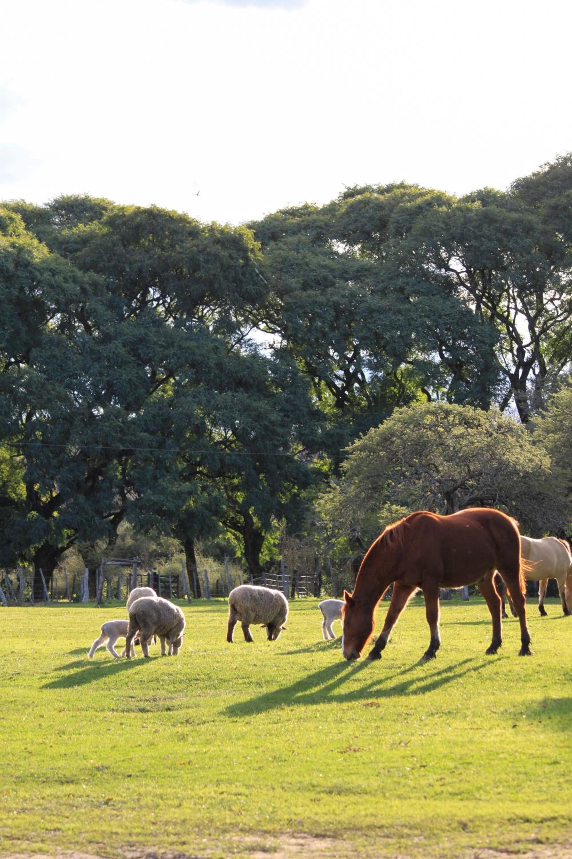 Campo Talamera