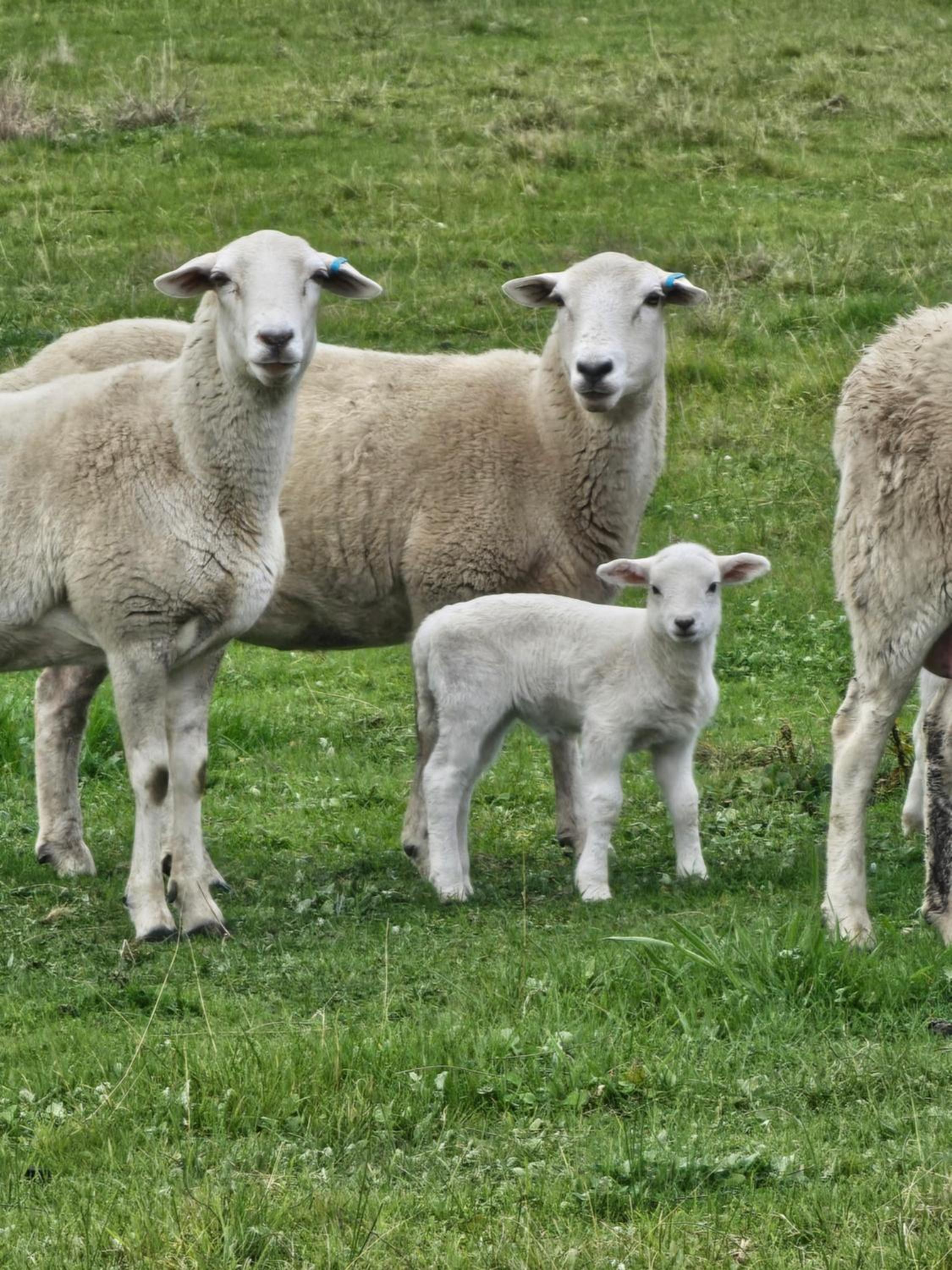 Kilmoyla Farm Stay