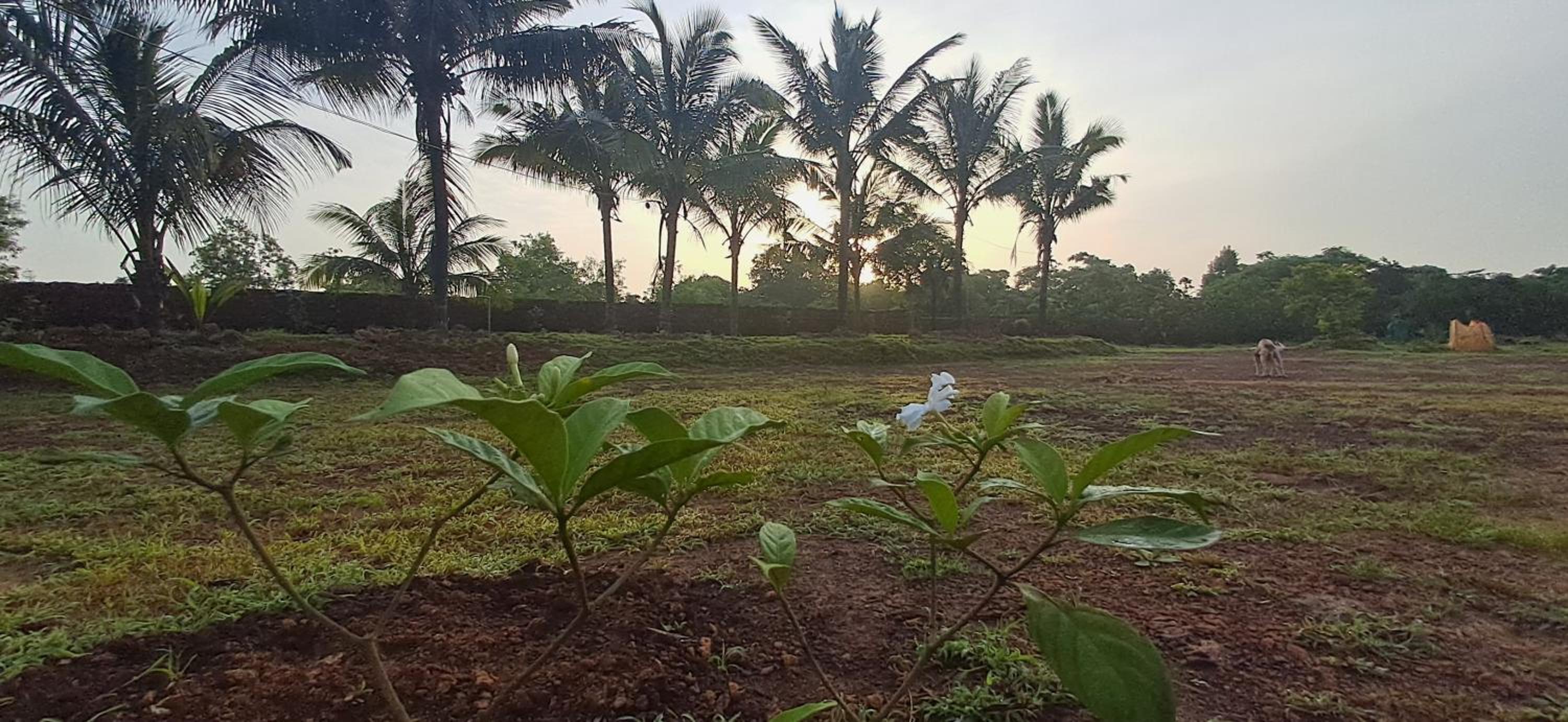 Arpita FarmStay