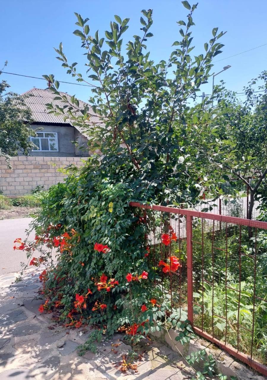 Ali Baba Residence