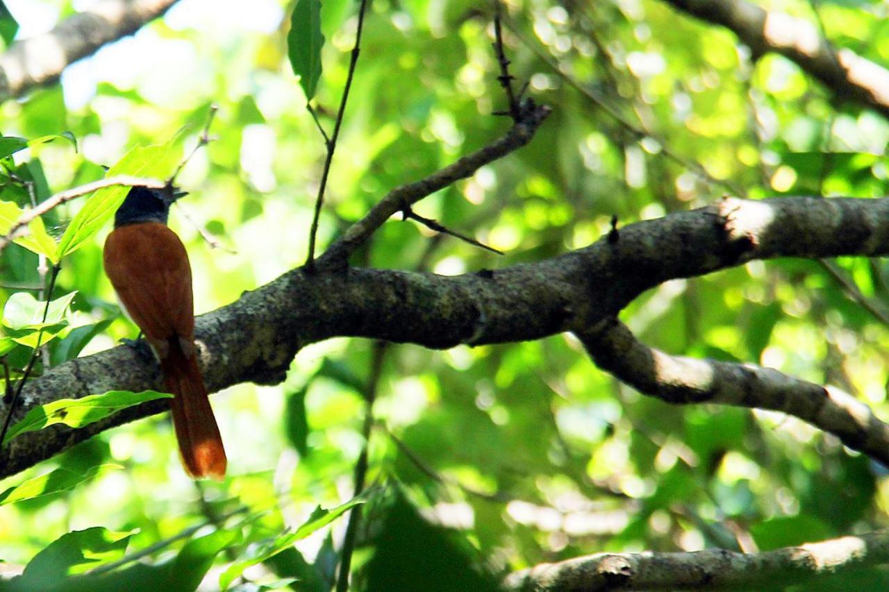 Bhawana Nature Resort Udawalawa