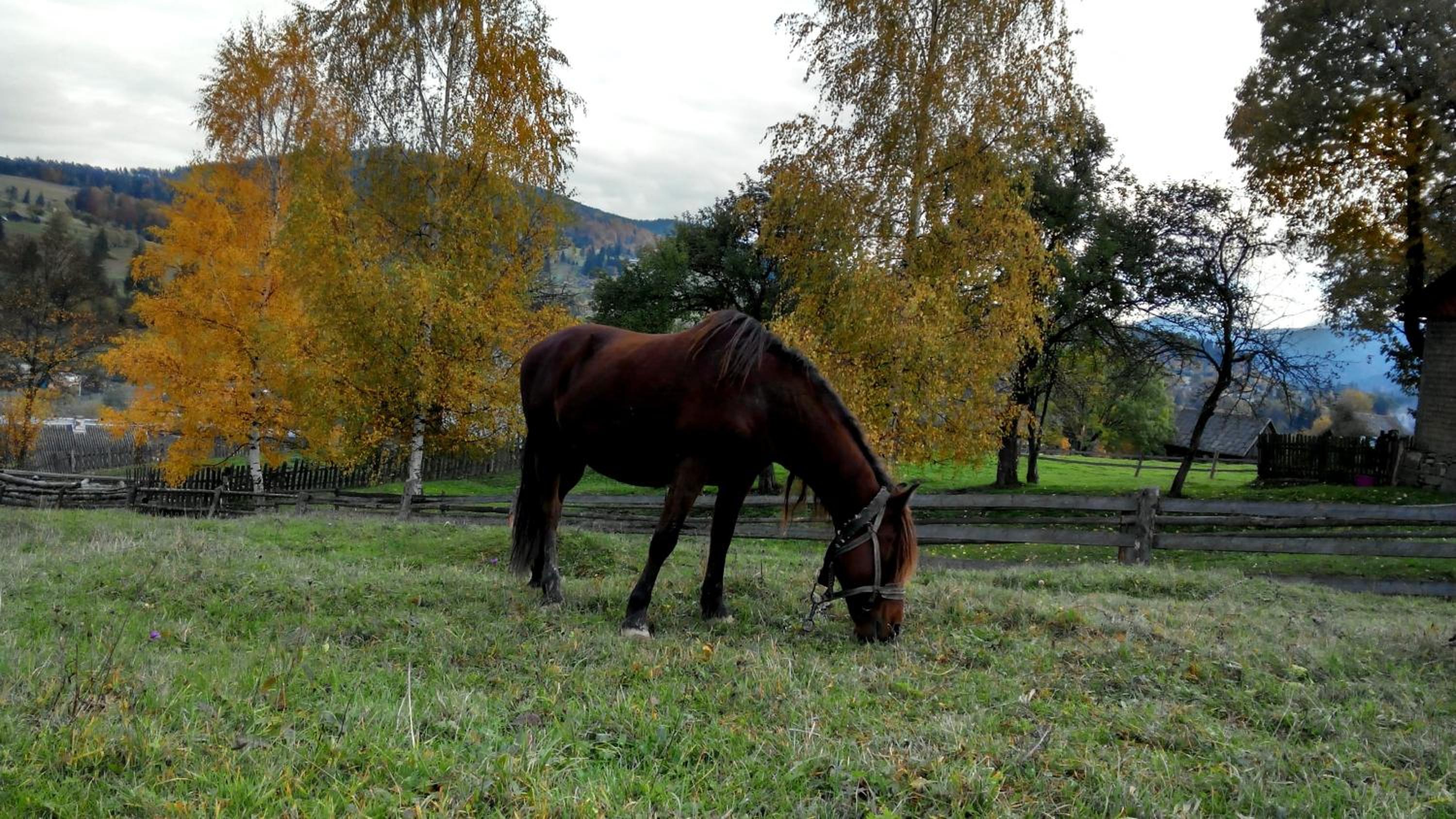 Cottage Ozerniy