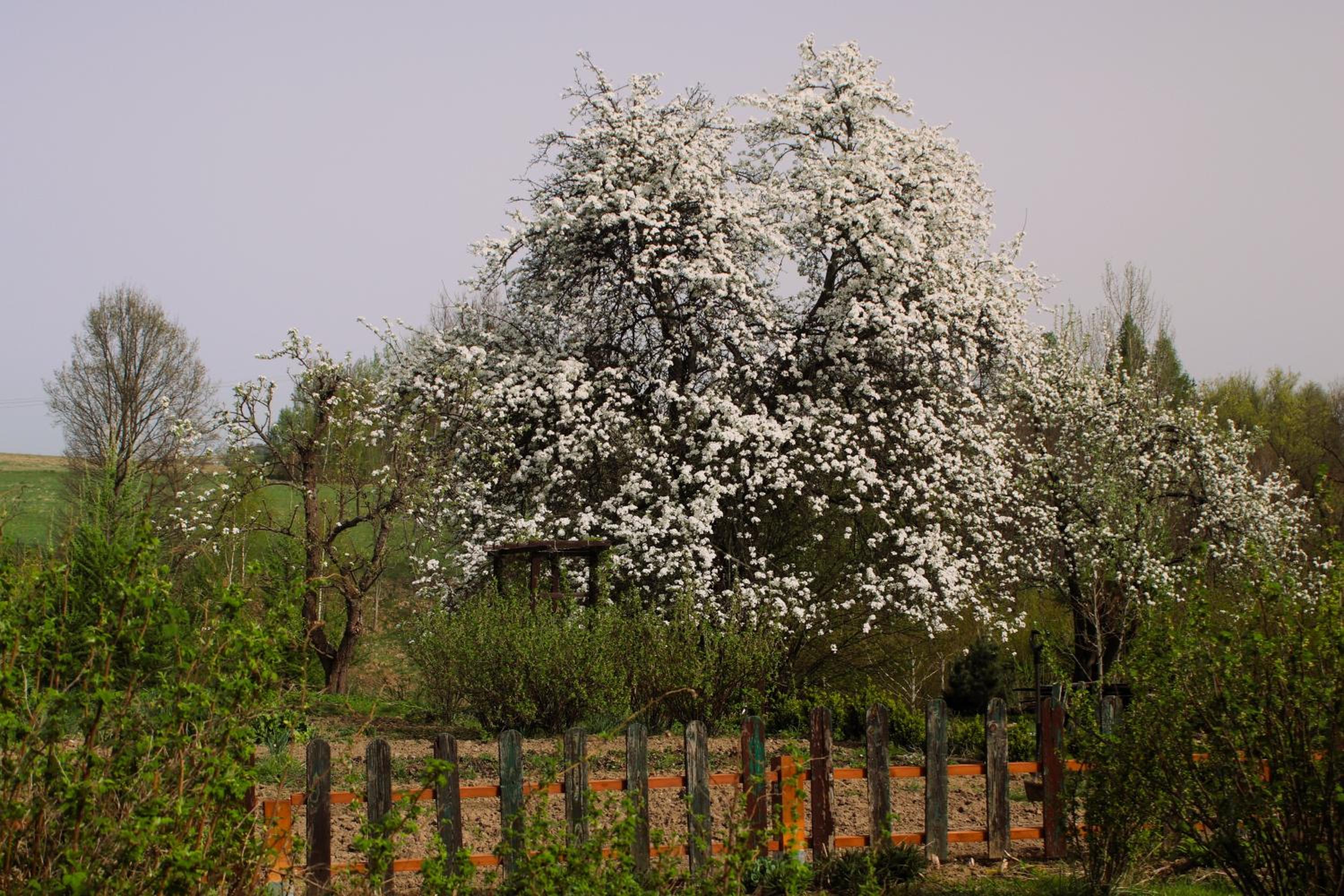 Photo 44