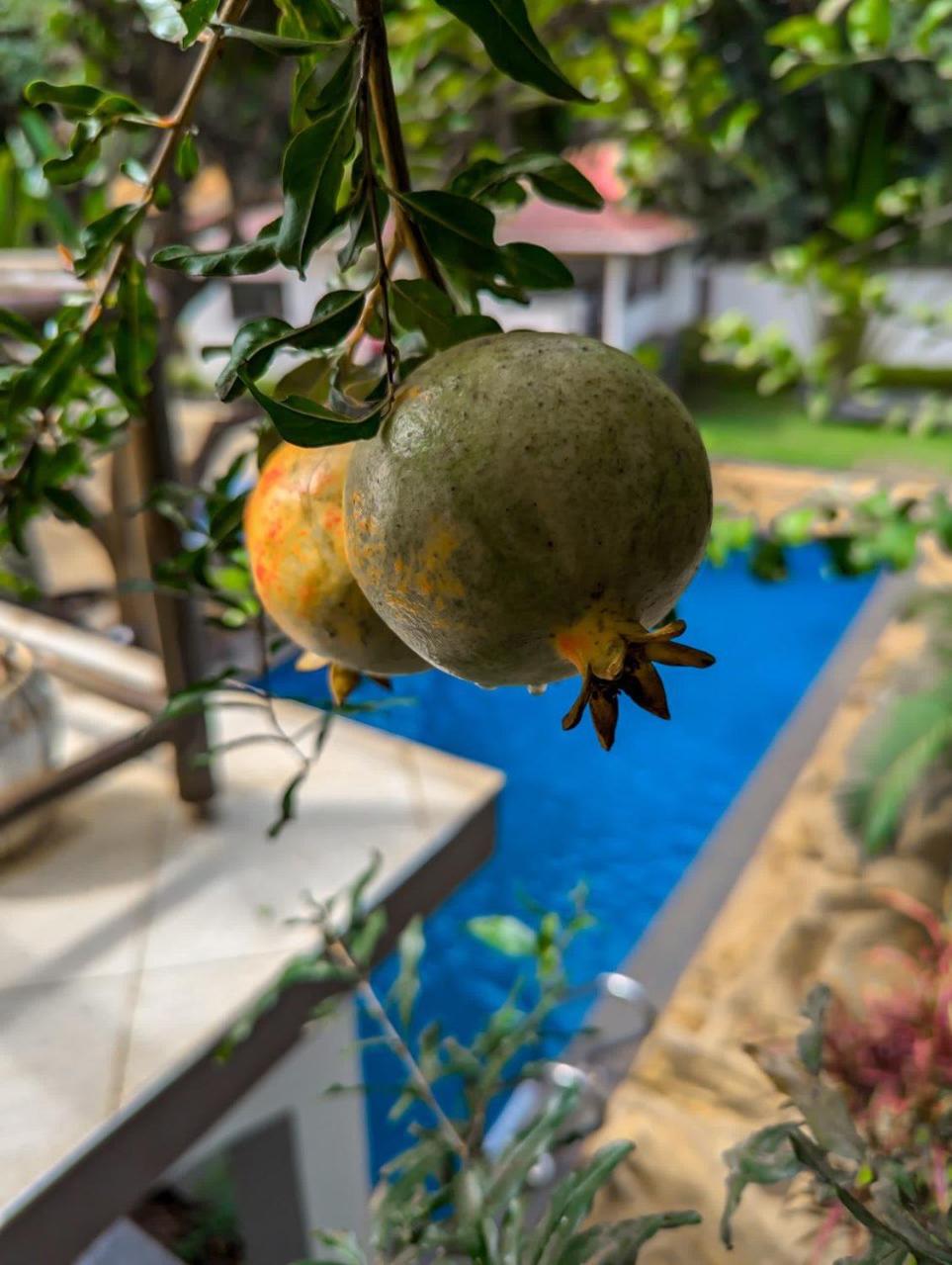 SafariVITA Villa
