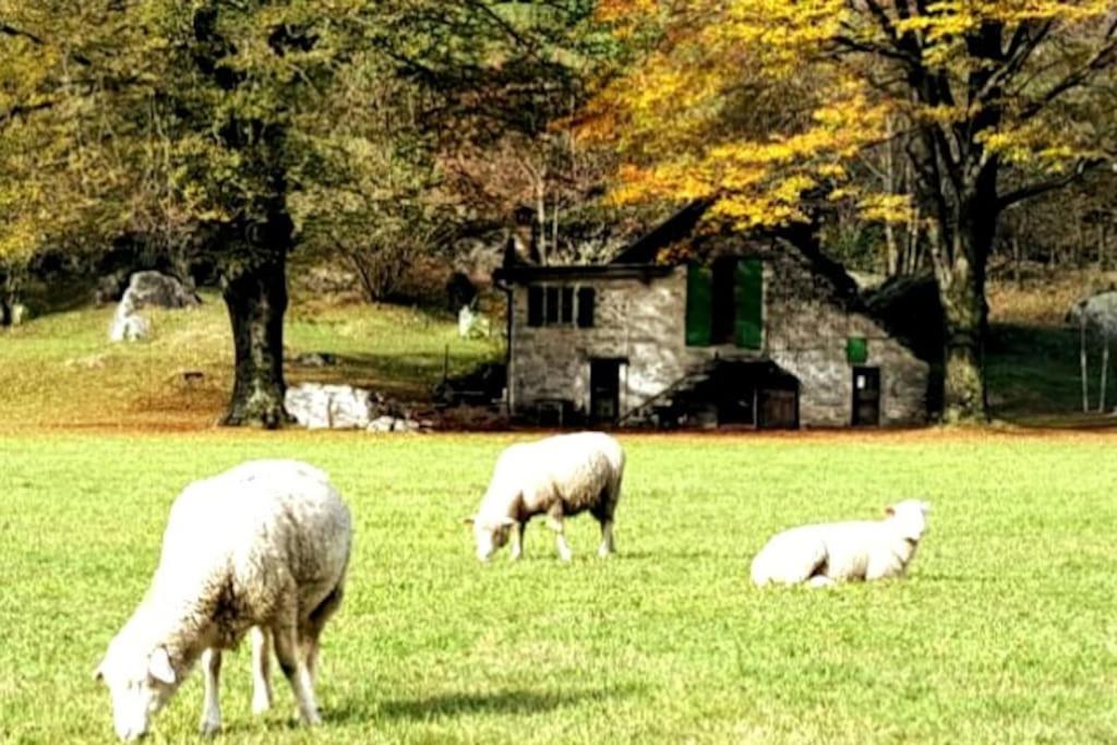 Rustico Gin Avegno Torbecc, Vallemaggia, Tessin,
