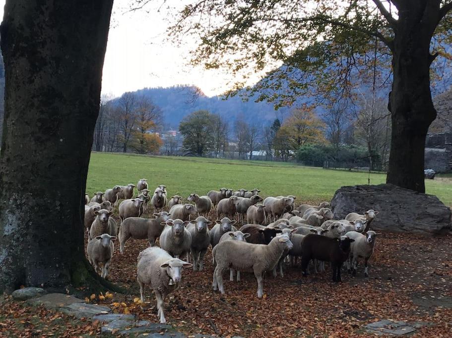 Rustico Gin Avegno Torbecc, Vallemaggia, Tessin,