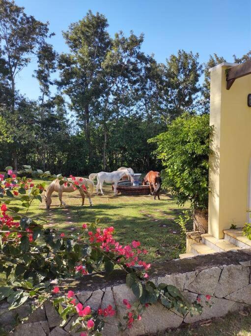 Haras San Gregório