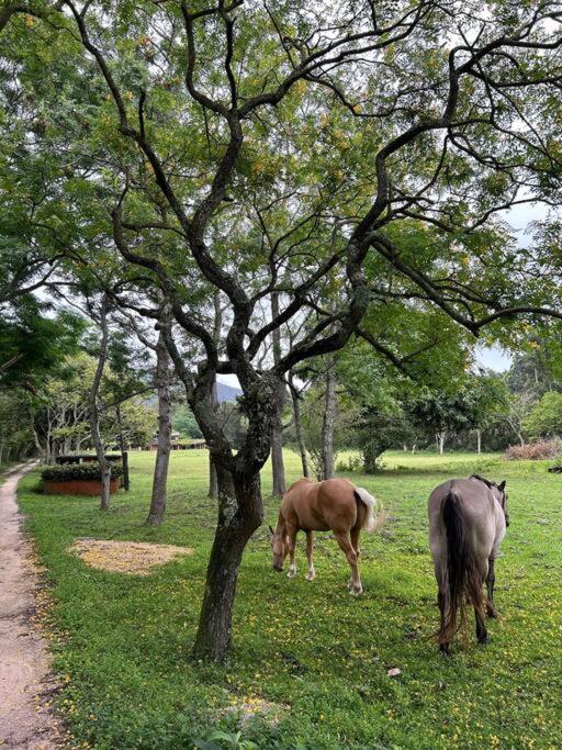 Haras San Gregório
