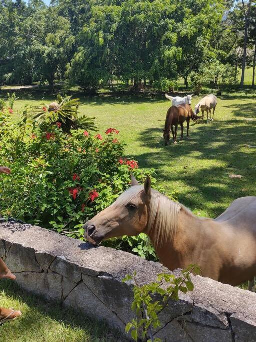 Haras San Gregório