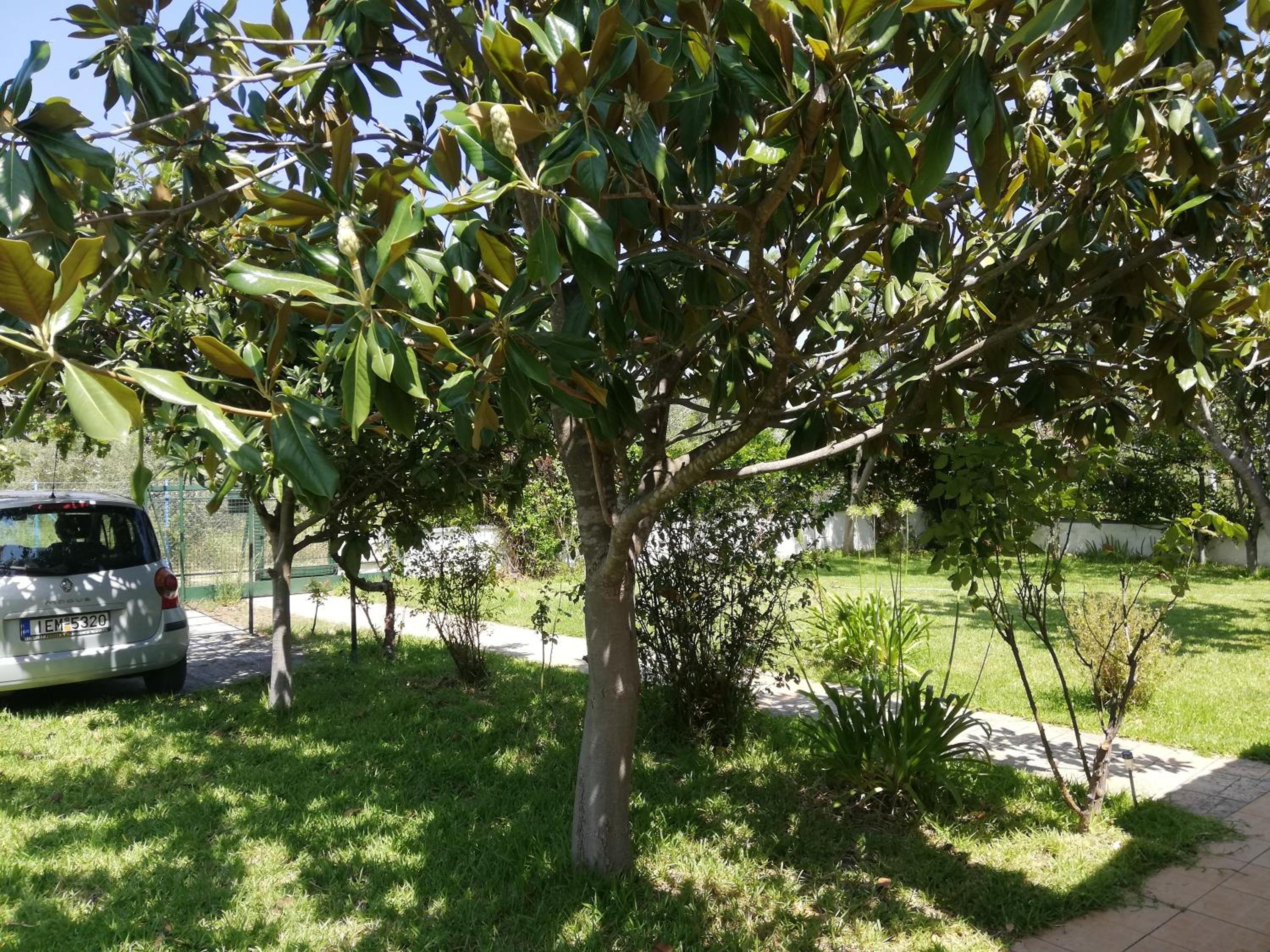 Country house with yard and trees view 4