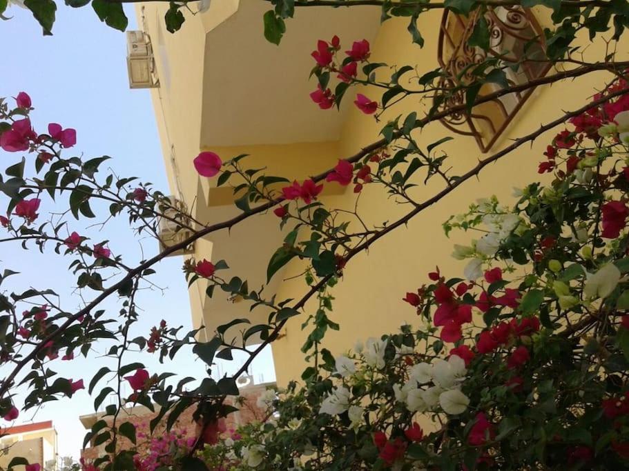 Desert Rose Apartment