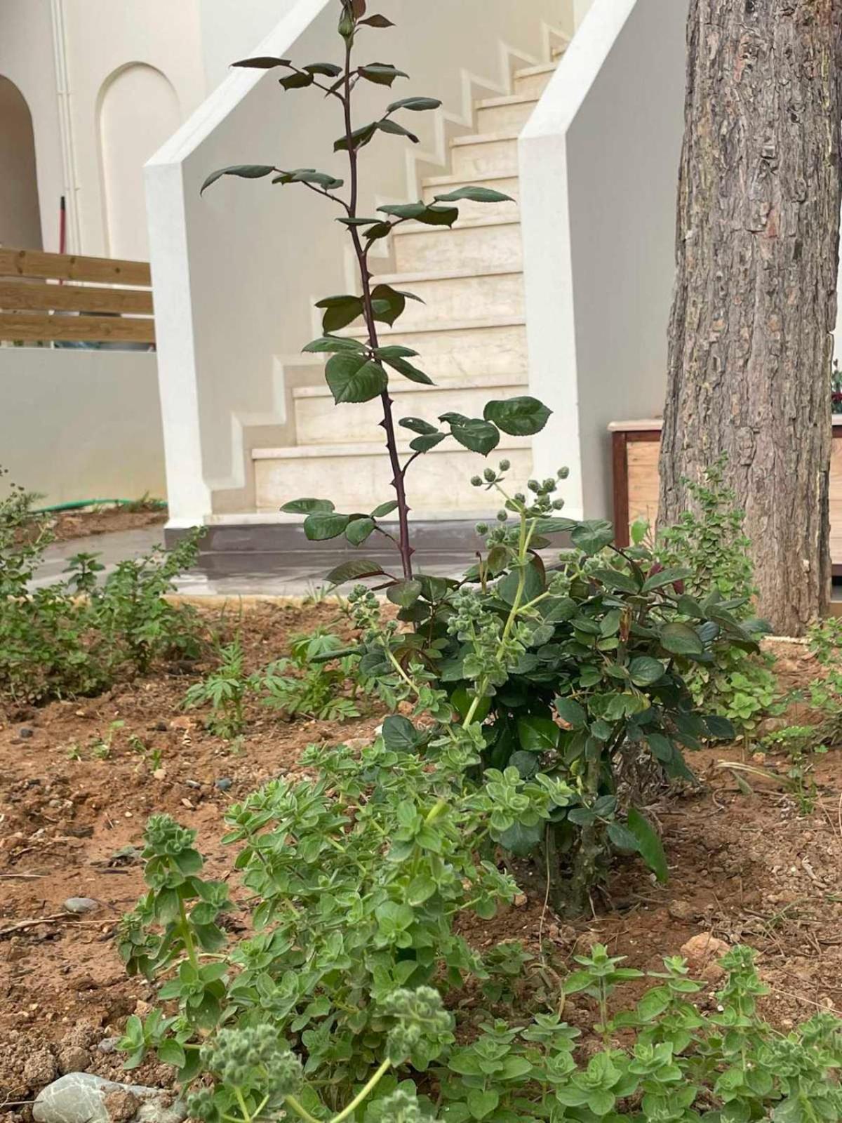 Manos apartments photo 5