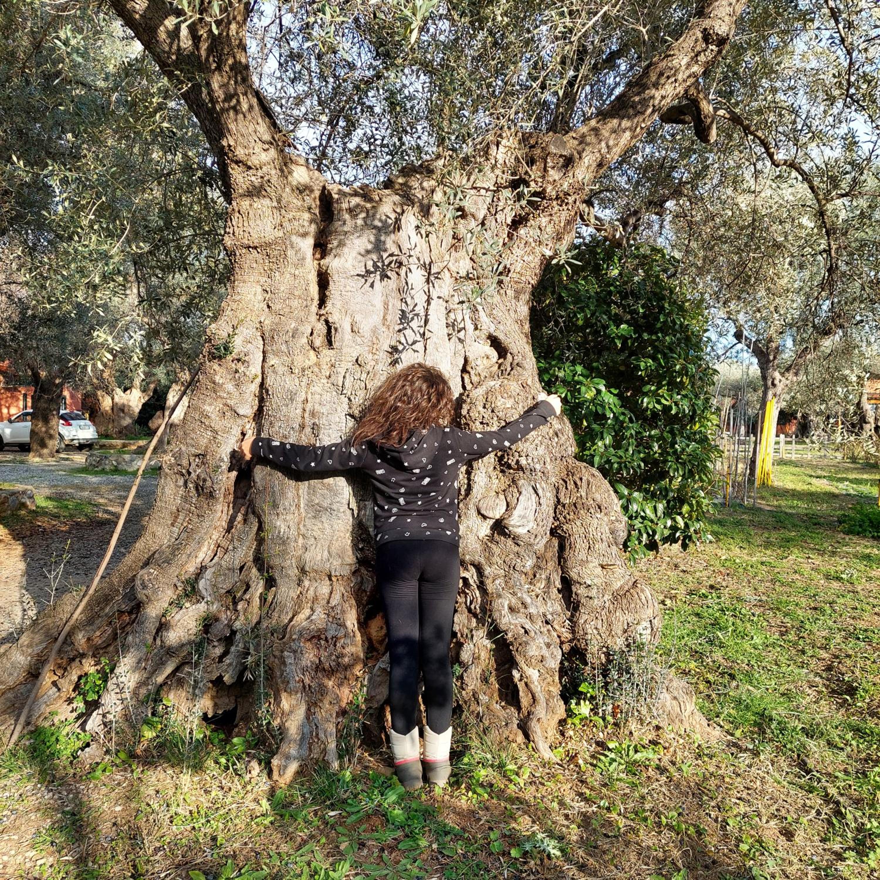 La Piana degli Ulivi