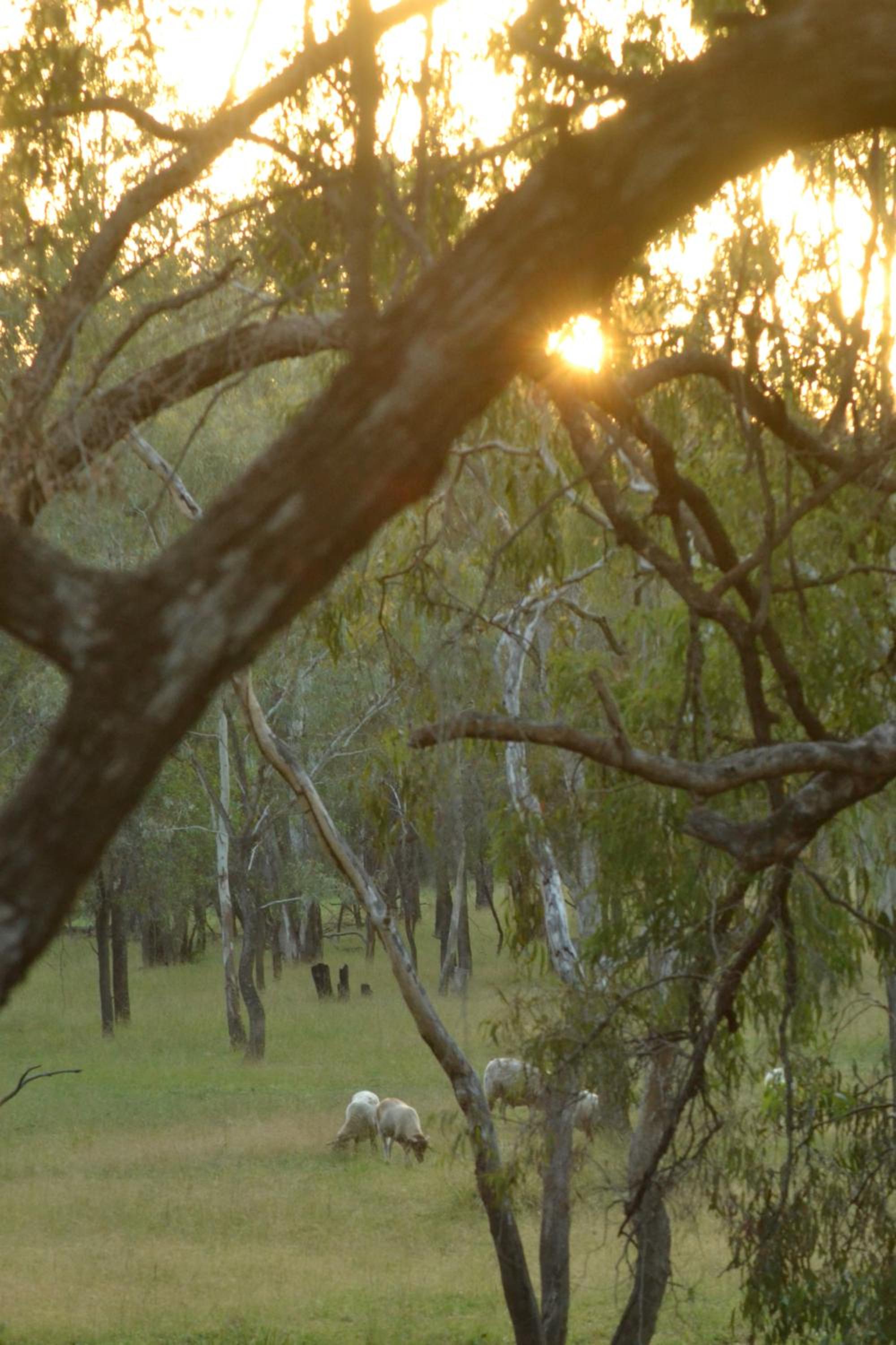 The Laurels of Chinchilla