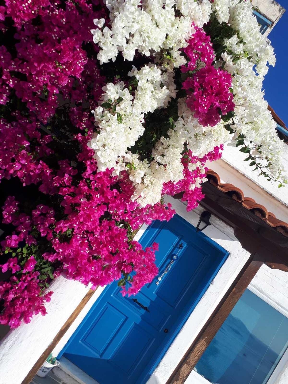 Jenny's Sea View House