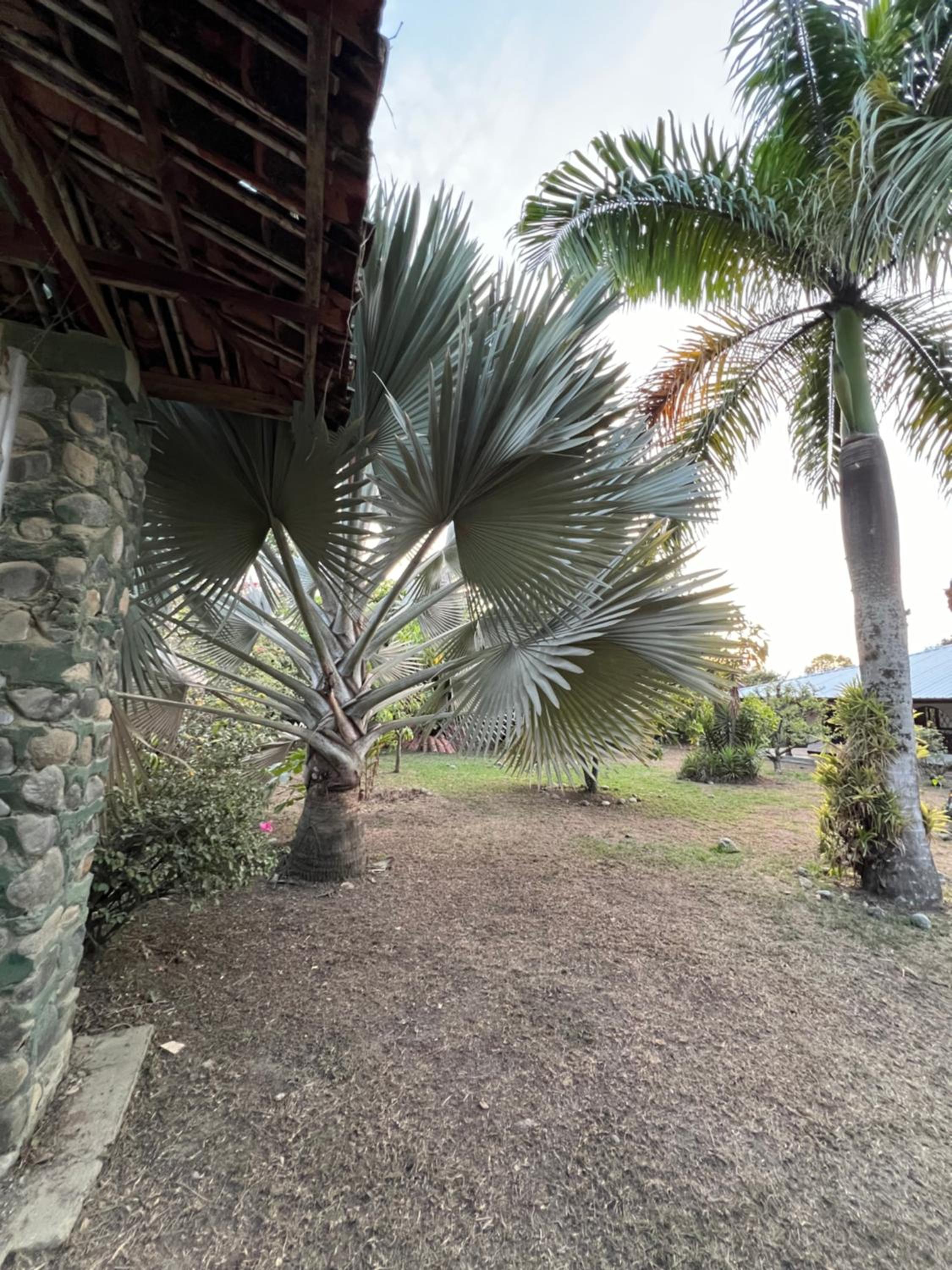 Finca Villa Oliva