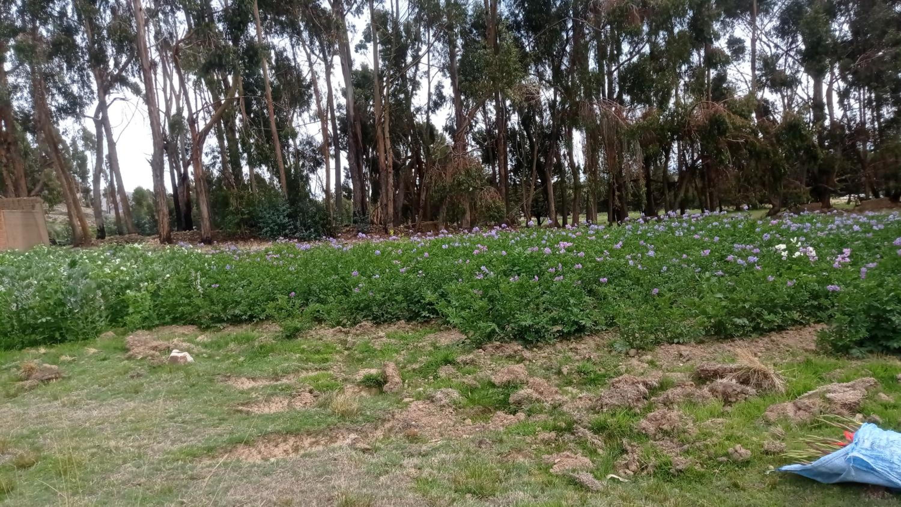 La Esperanza Carabuco