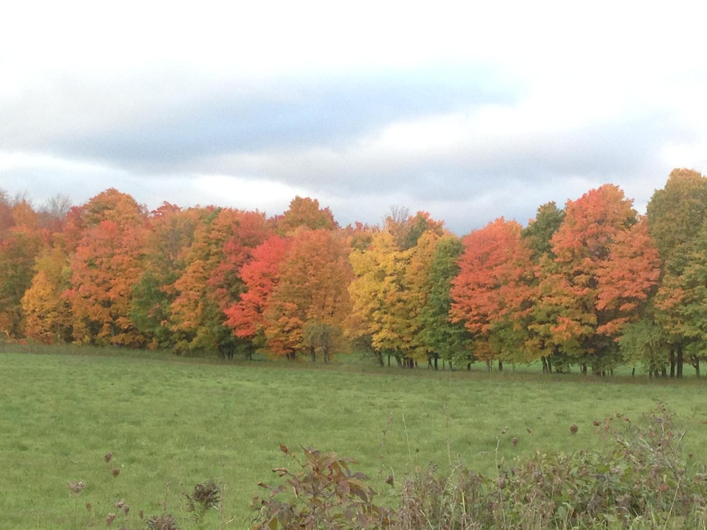Nottawasaga Hideaway Bed and Breakfast