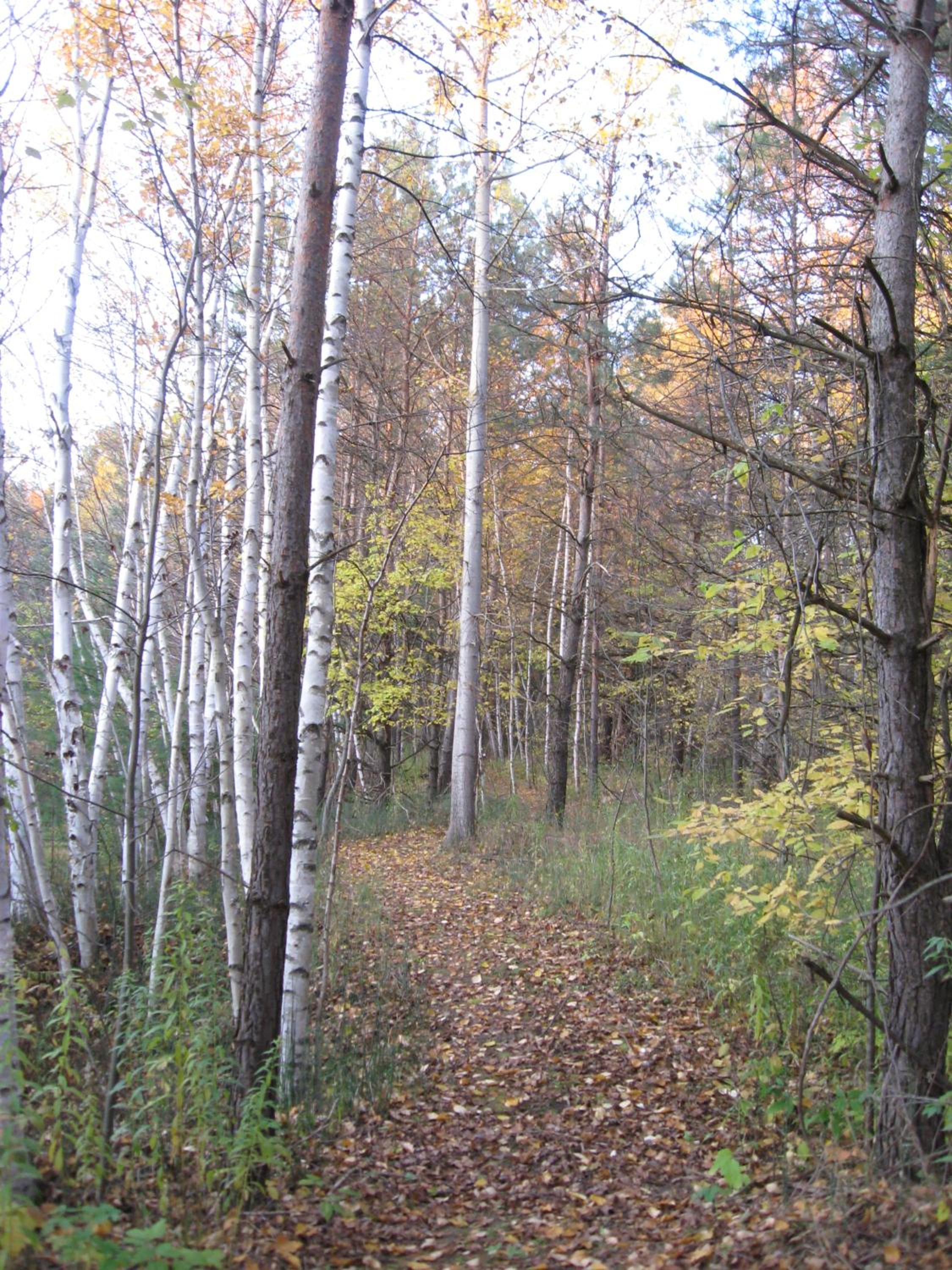 Nottawasaga Hideaway Bed and Breakfast