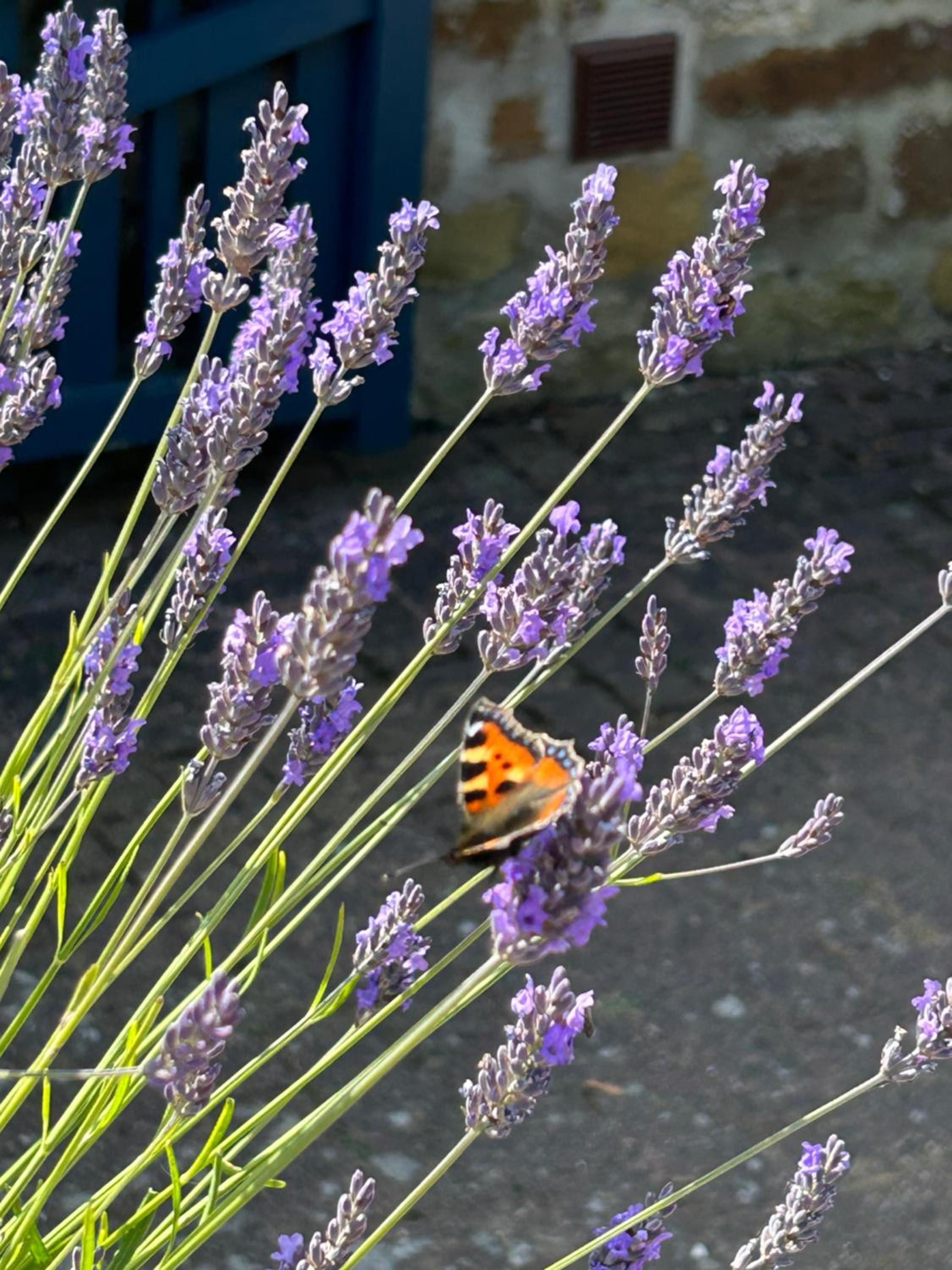 Twattleton Cottage Kilburn Yorkshire - Beautiful views view 4