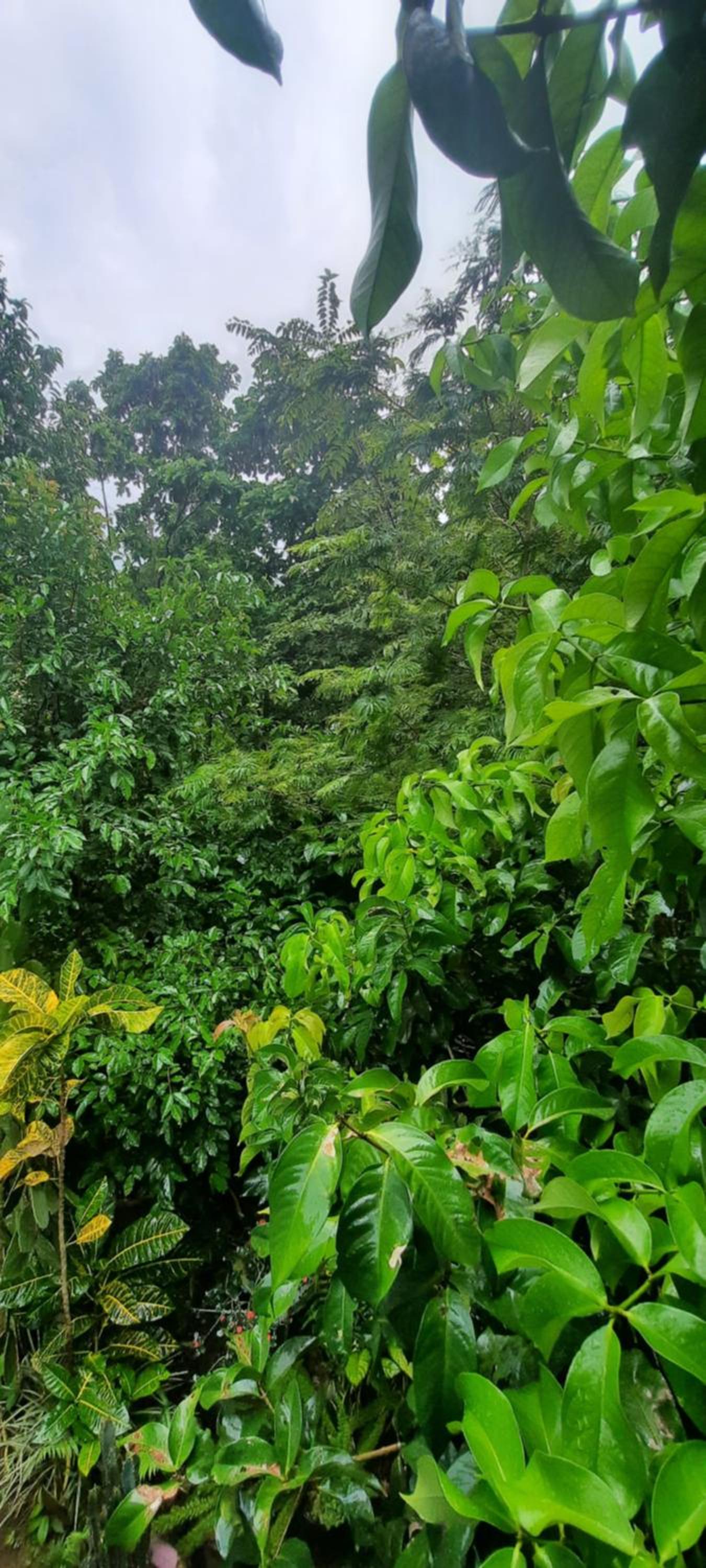 Cabaña bosque verde