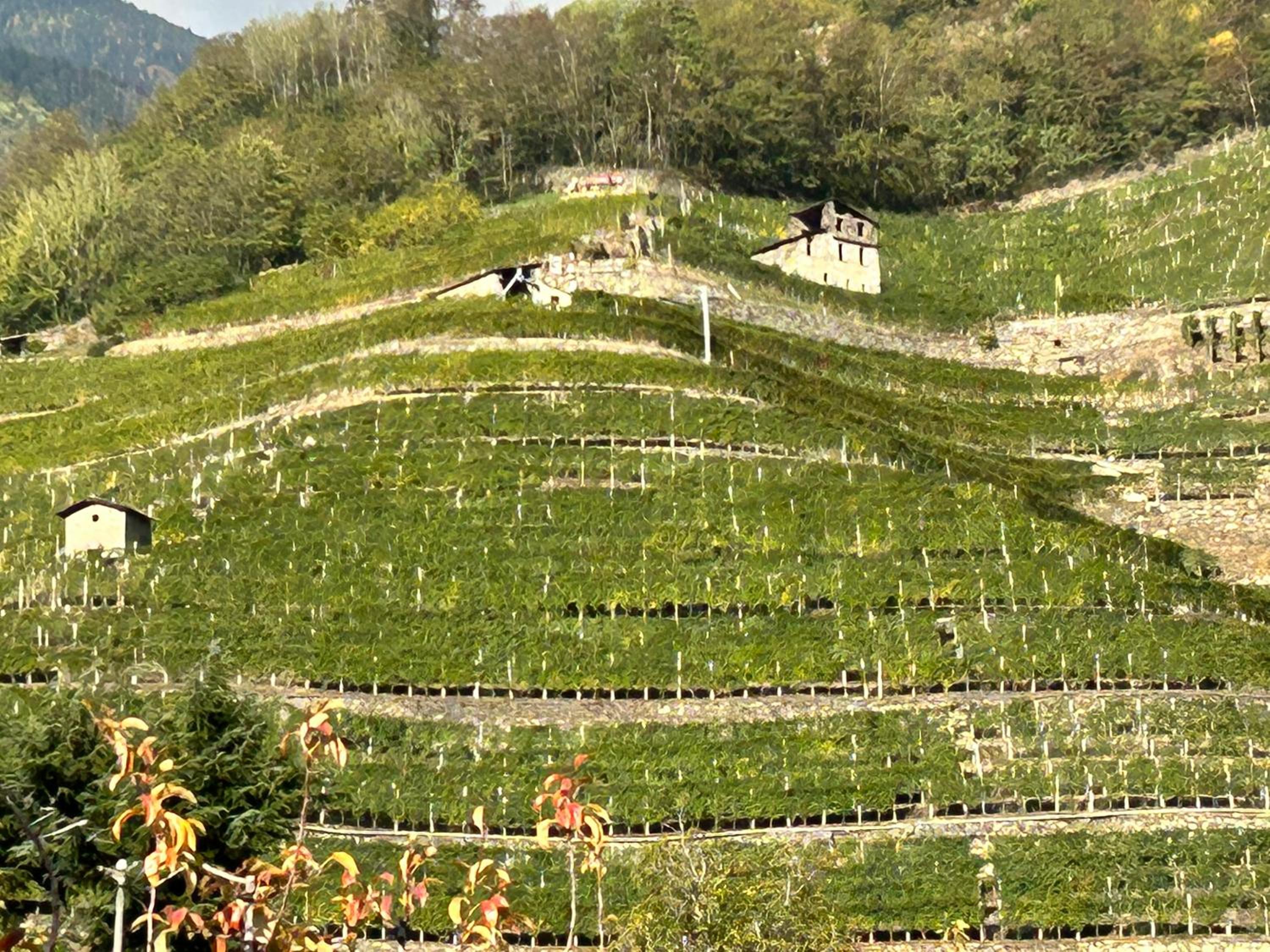 Valtellinda