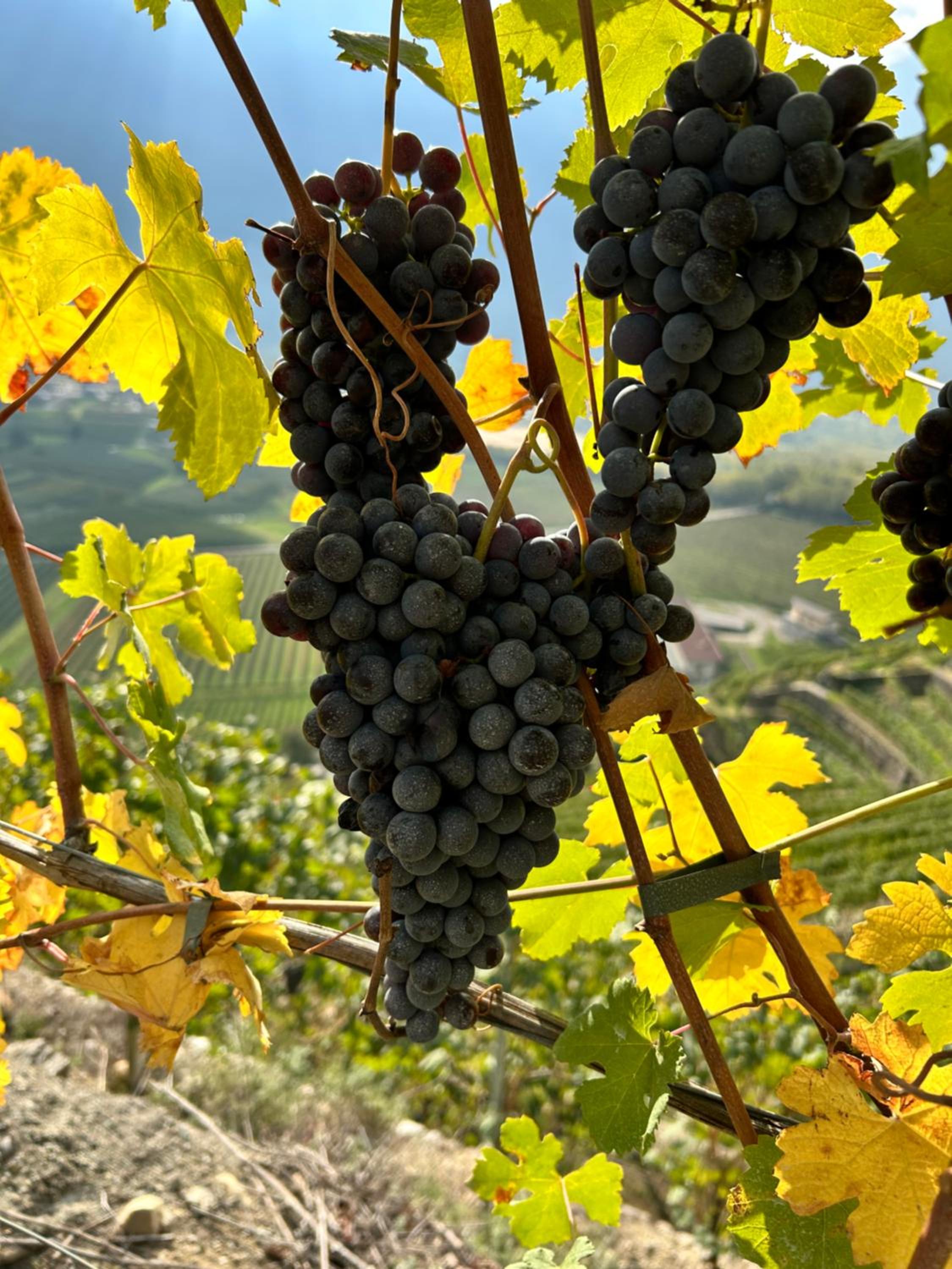 Valtellinda