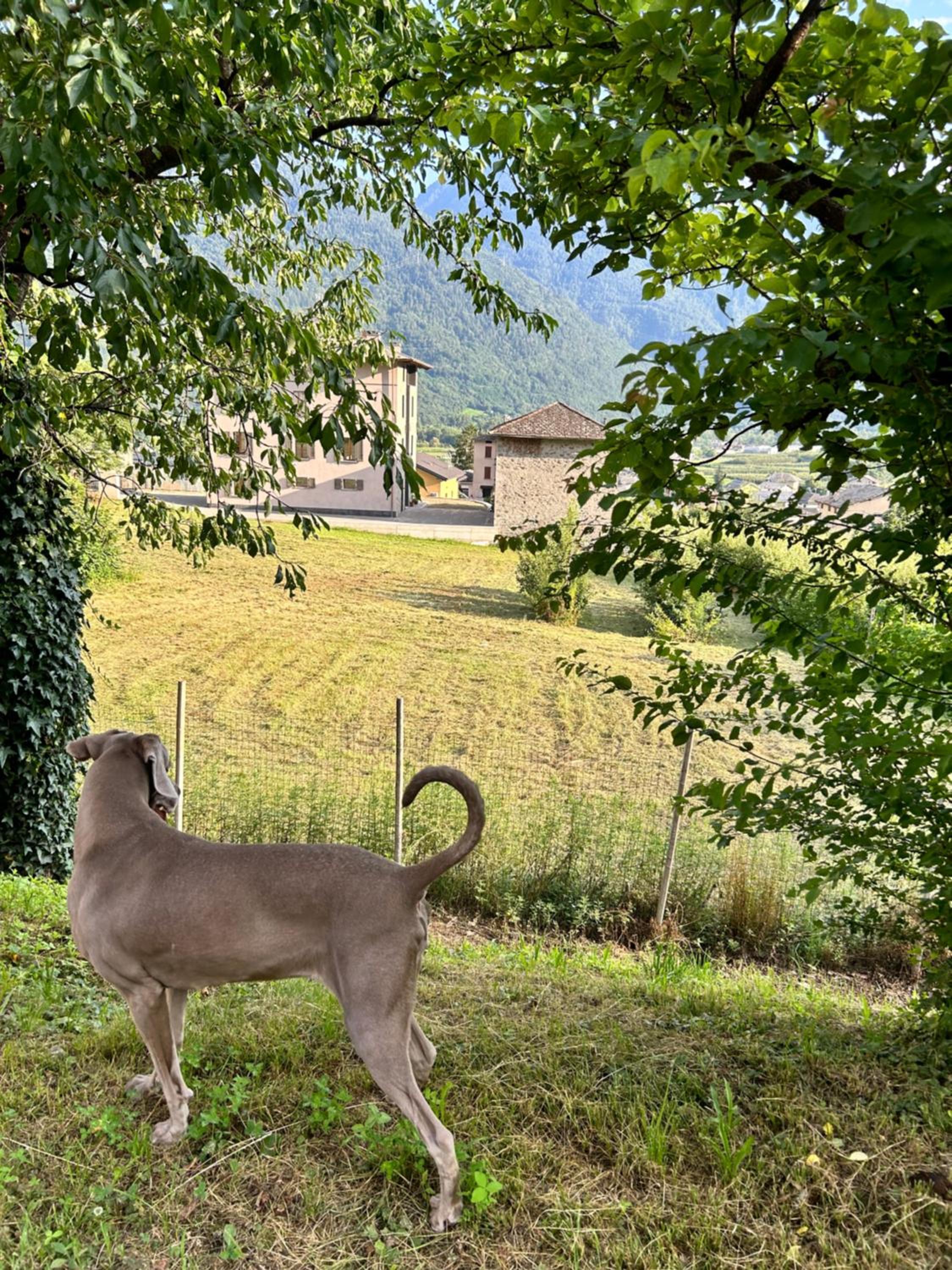 Valtellinda