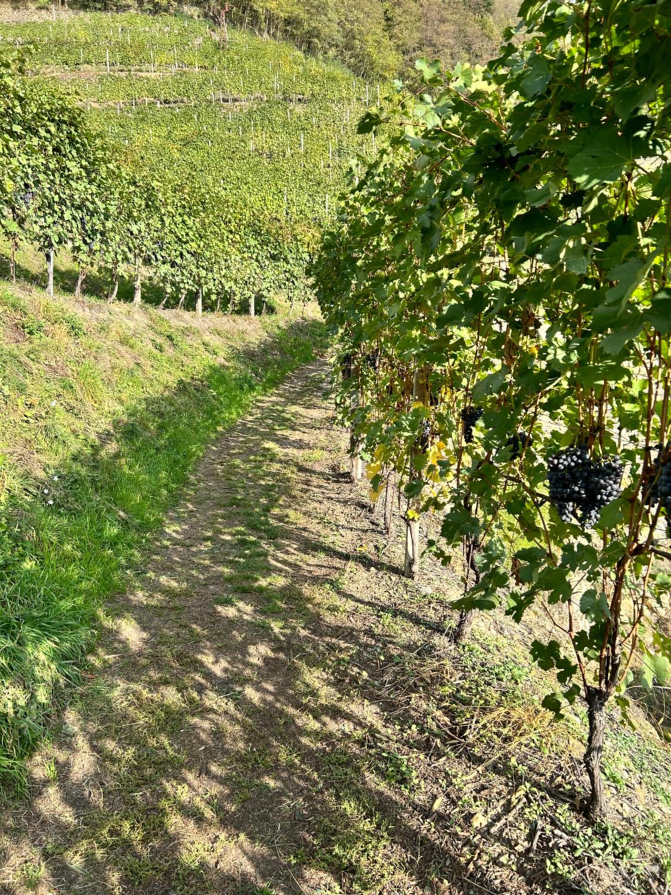 Valtellinda