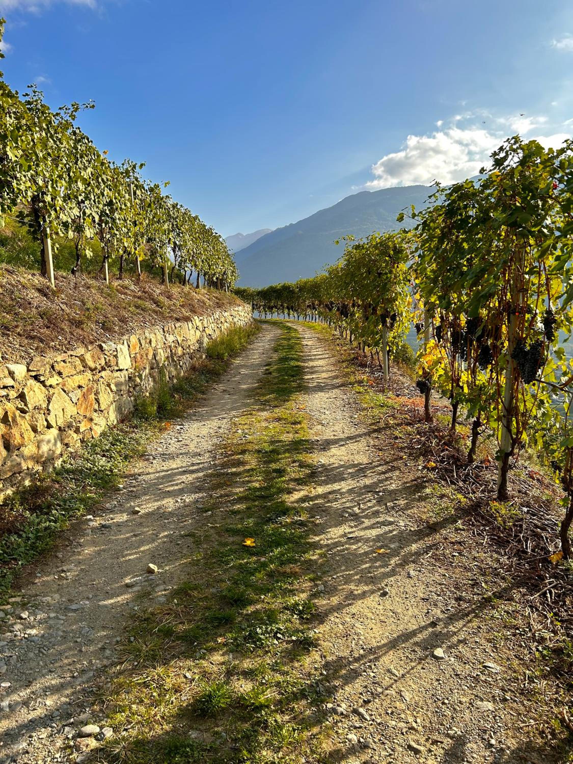 Valtellinda