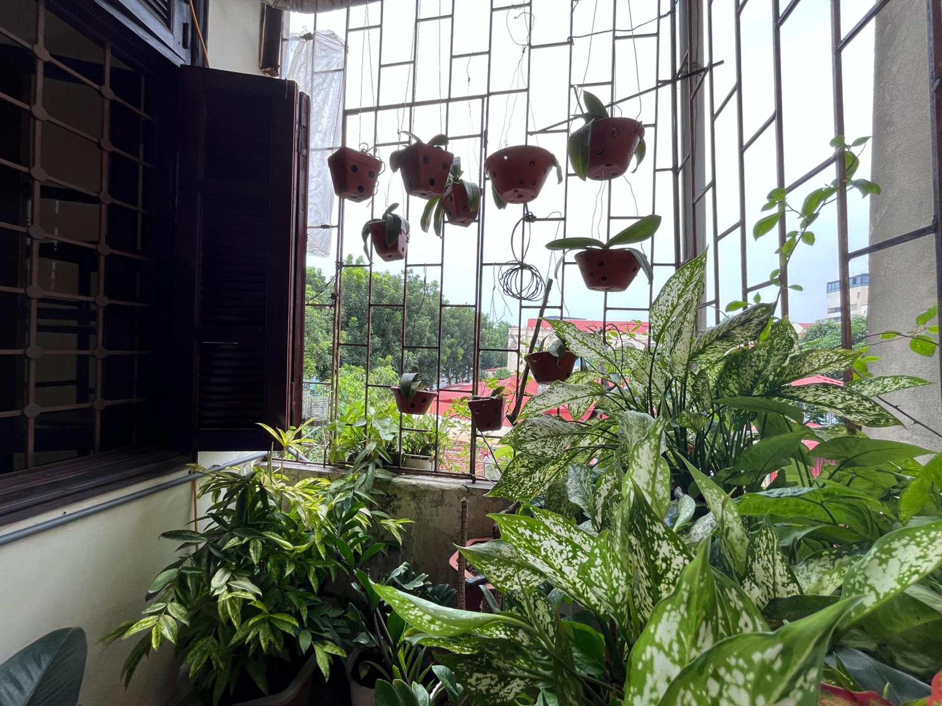 Tropical land little Hanoi homestay