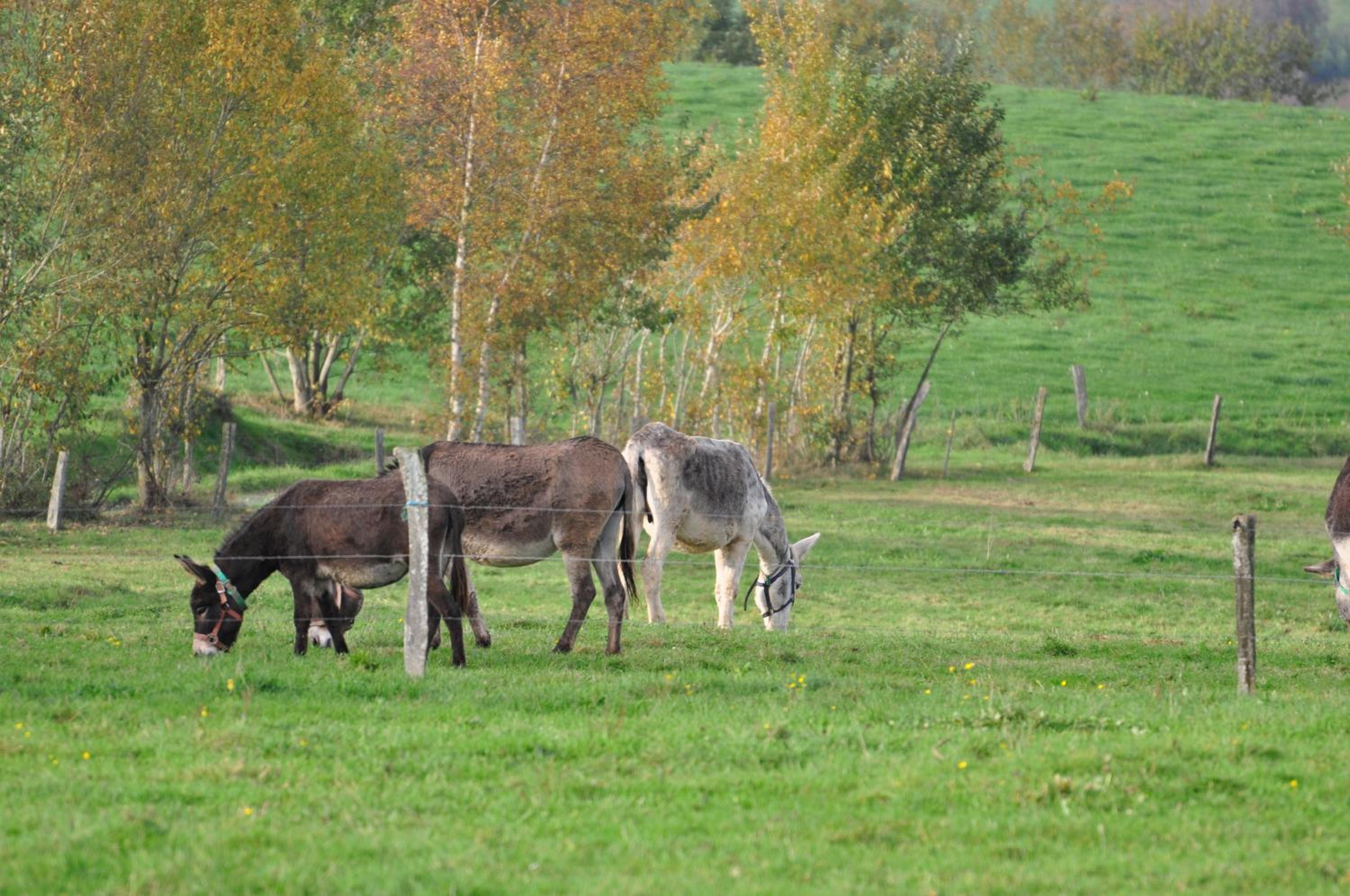 Les Gites de Durbuy