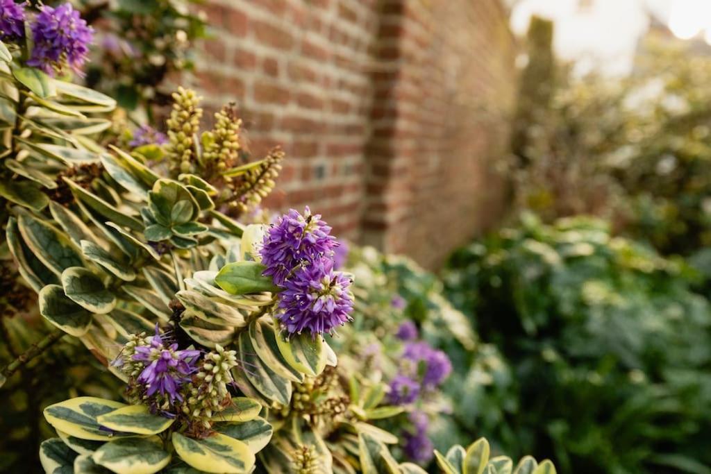 Historic Beachside Walled Garden Town House view 2