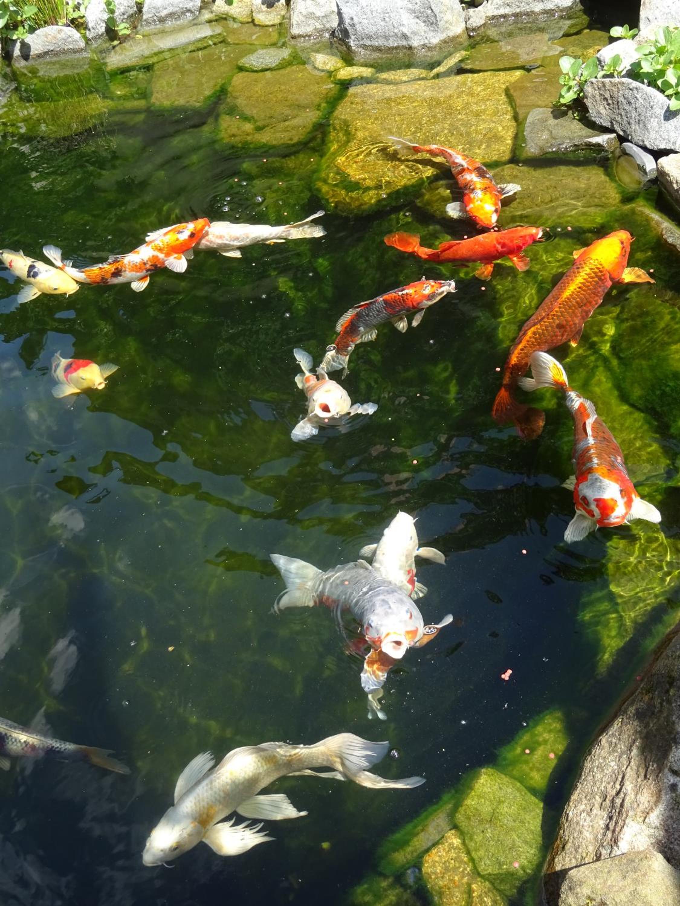 Ferienwohnung Wassergartenparadies
