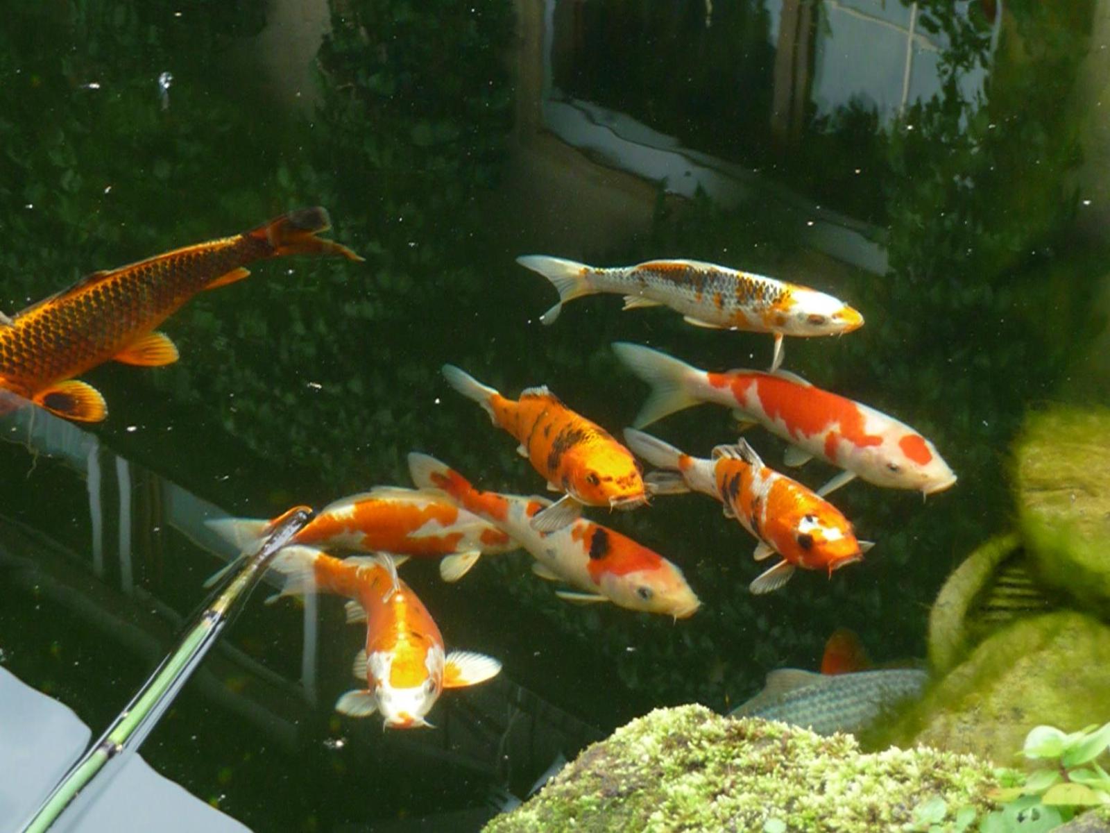 Ferienwohnung Wassergartenparadies