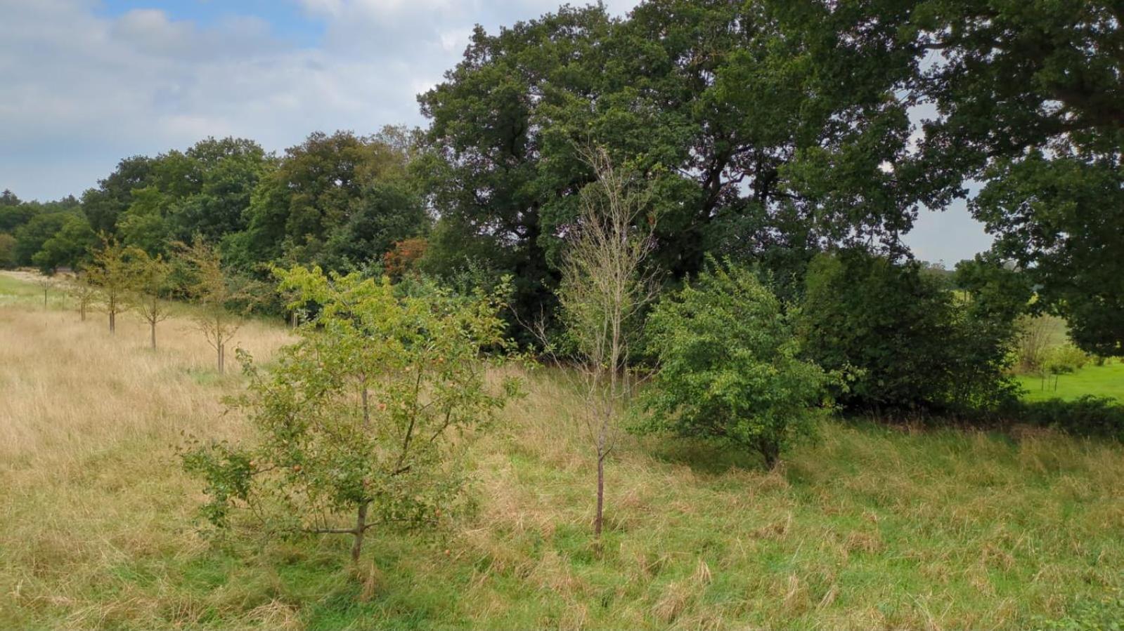 Ferienwohnung Waldblick