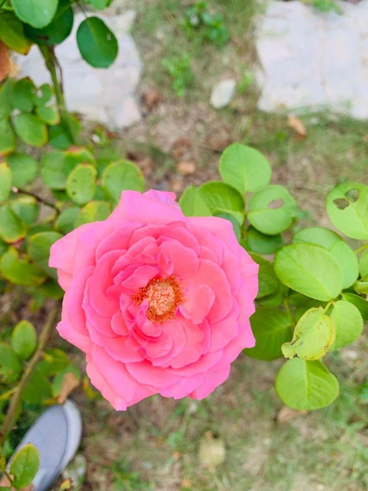 ba ho green field homestay
