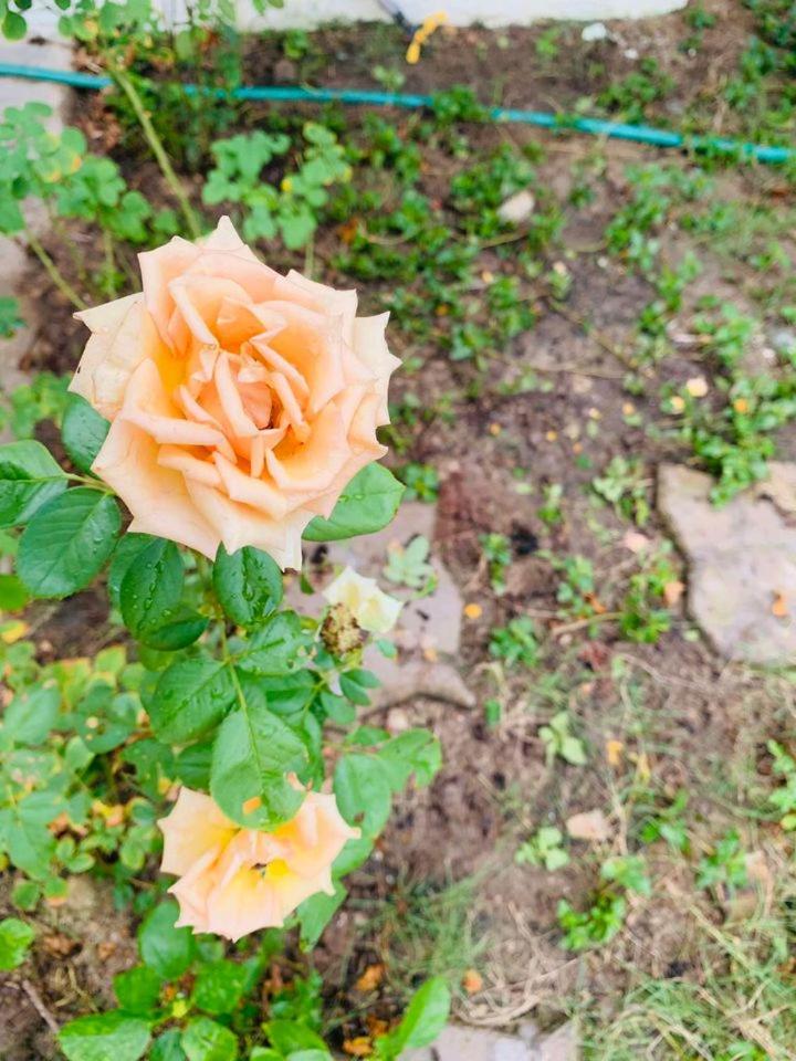 ba ho green field homestay