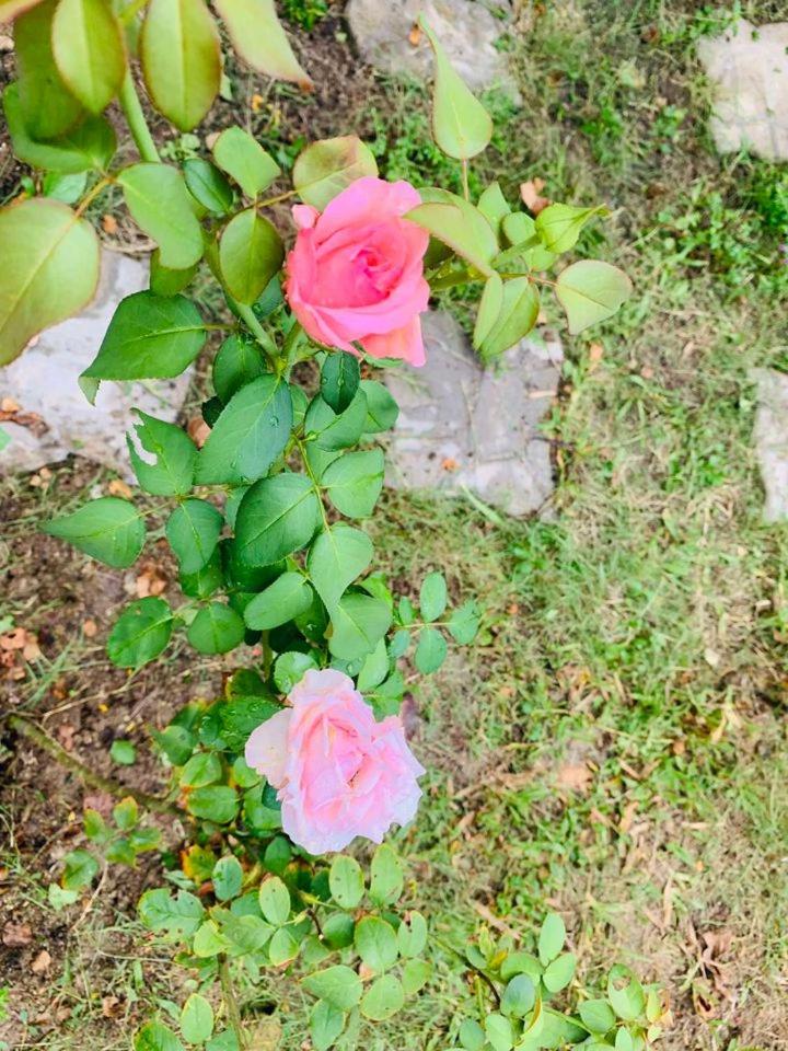 ba ho green field homestay
