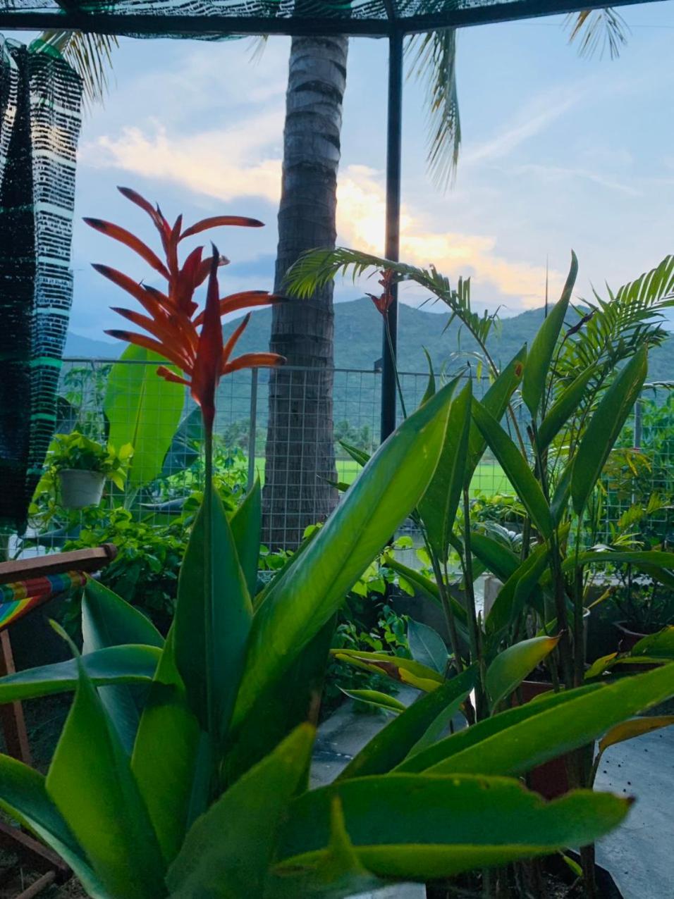 ba ho green field homestay