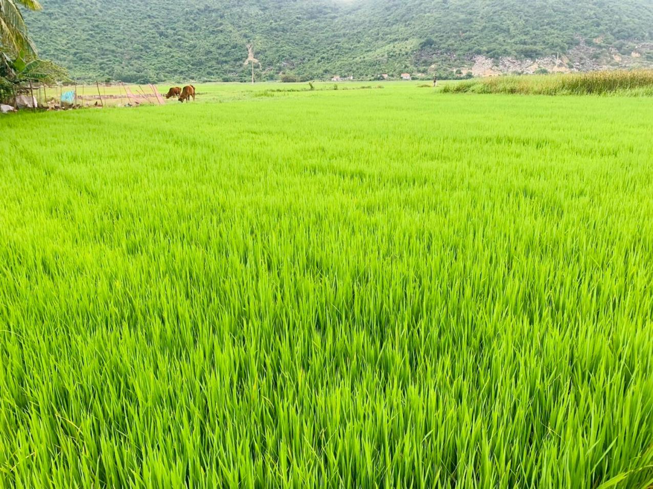 ba ho green field homestay