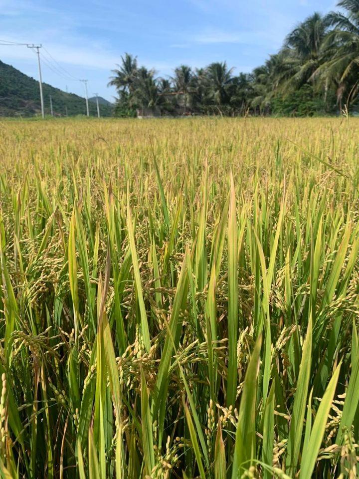 ba ho green field homestay