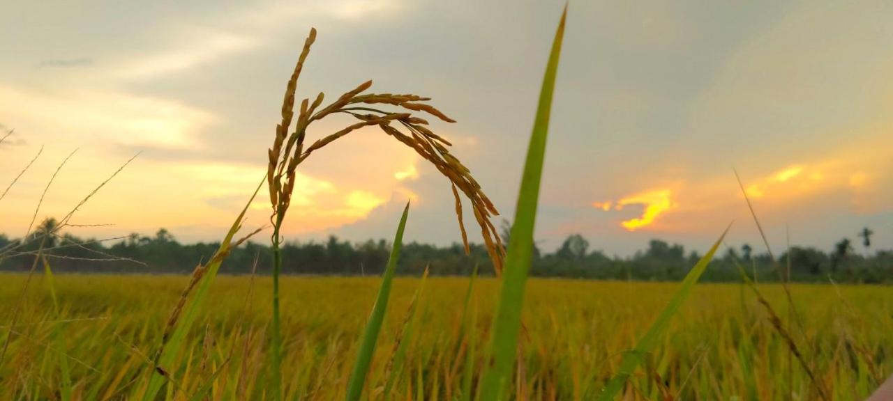 ba ho green field homestay