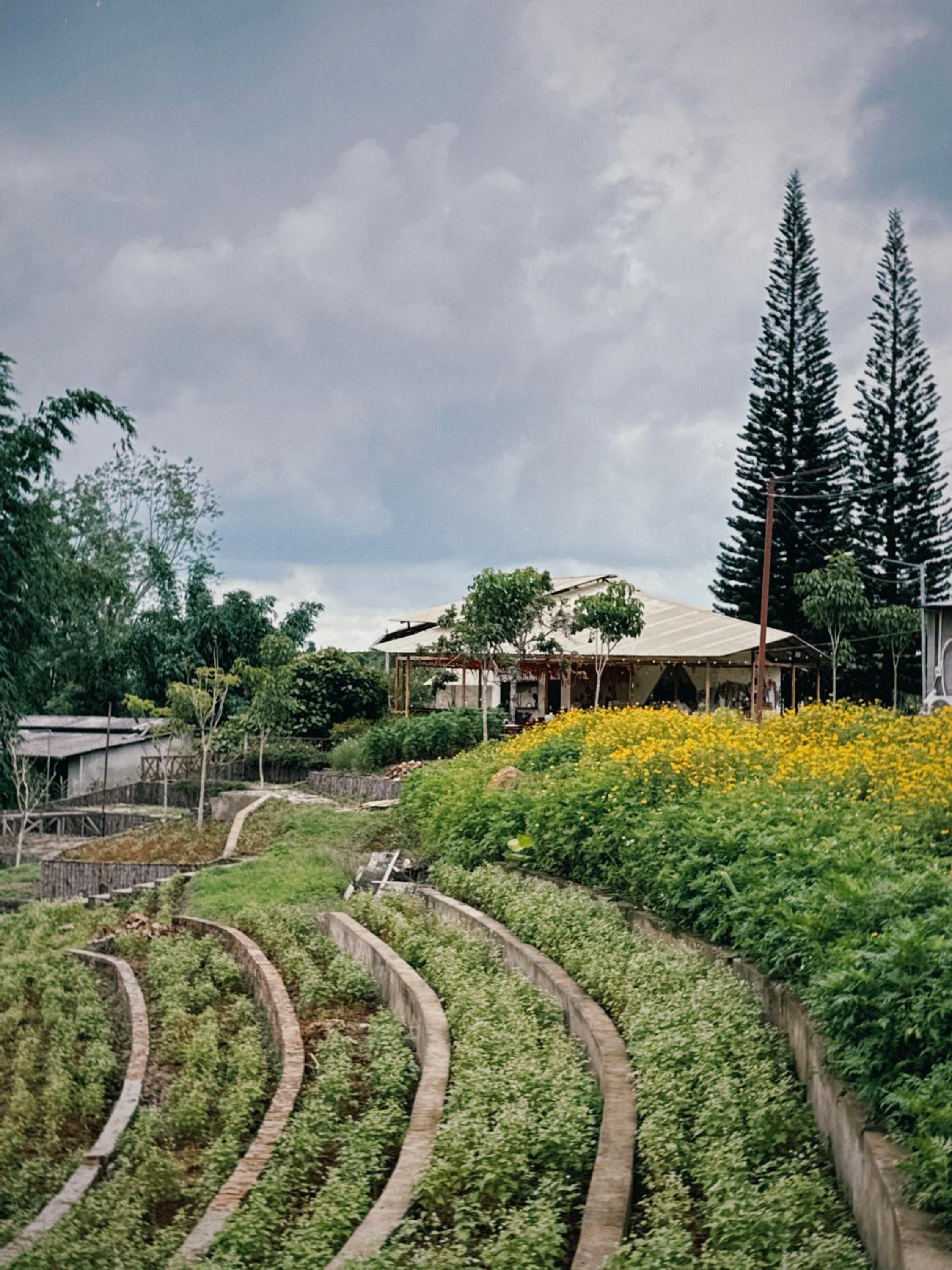 Thông Vi Vu Glamping view 2