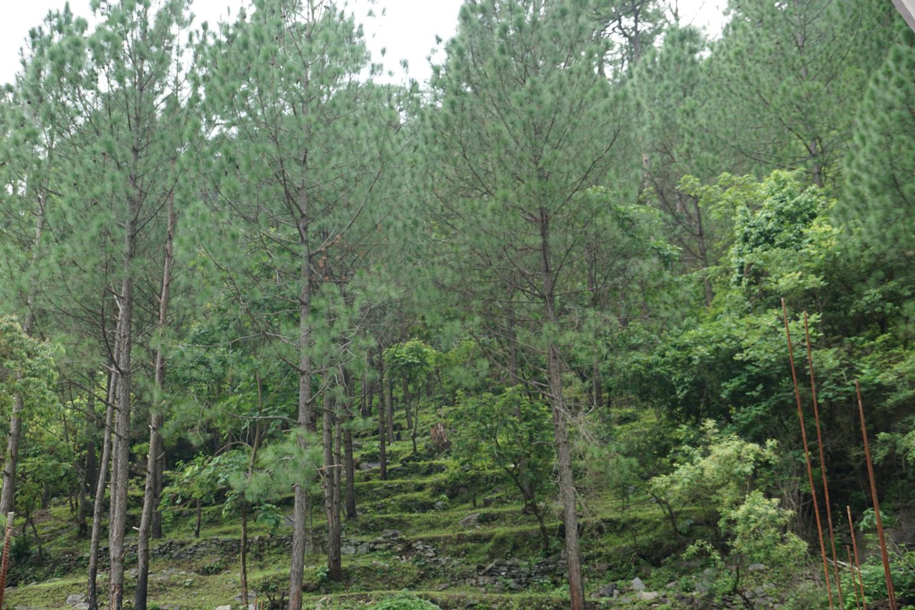 Maulyar Forest Resort