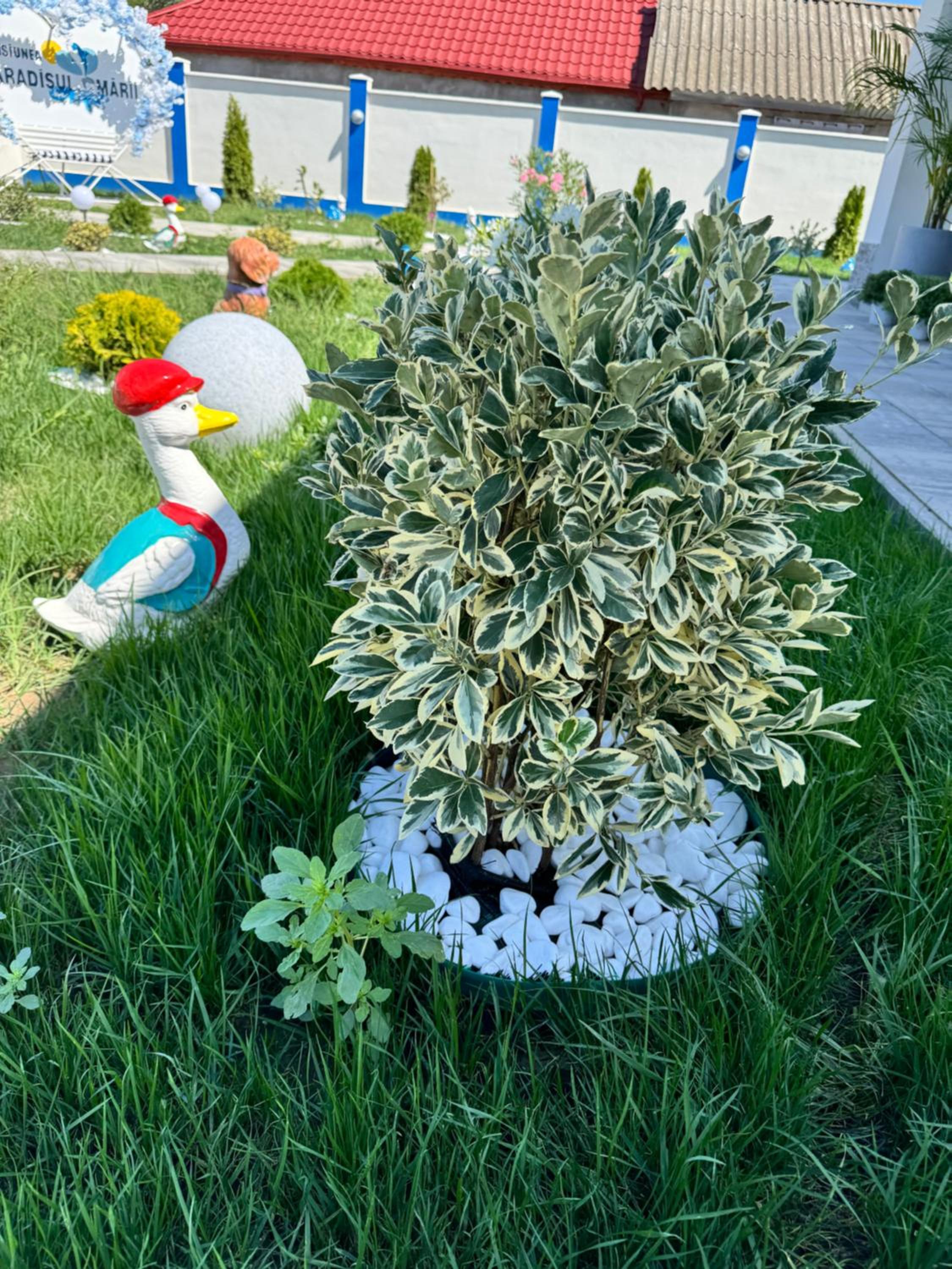 Photo 19